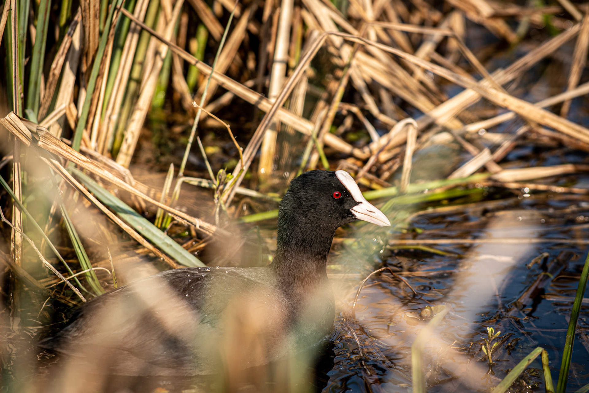 4aine - Luc Van Malderen