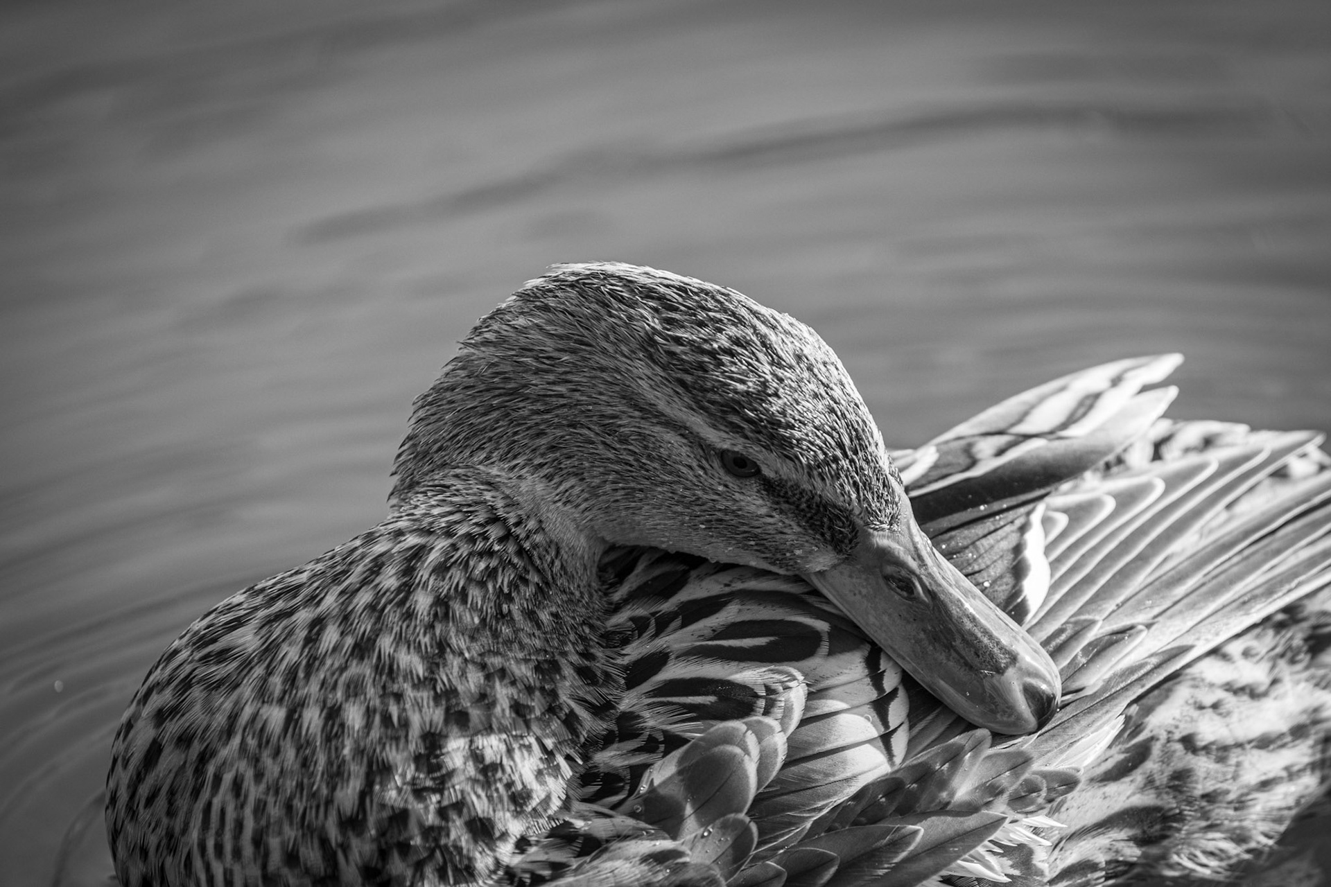 4aine - Luc Van Malderen