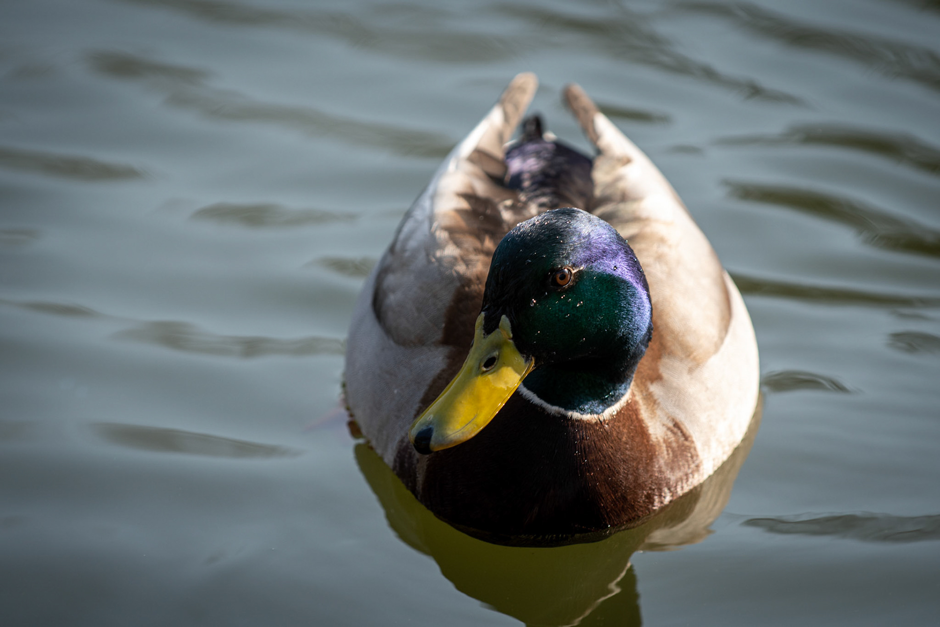 4aine - Luc Van Malderen