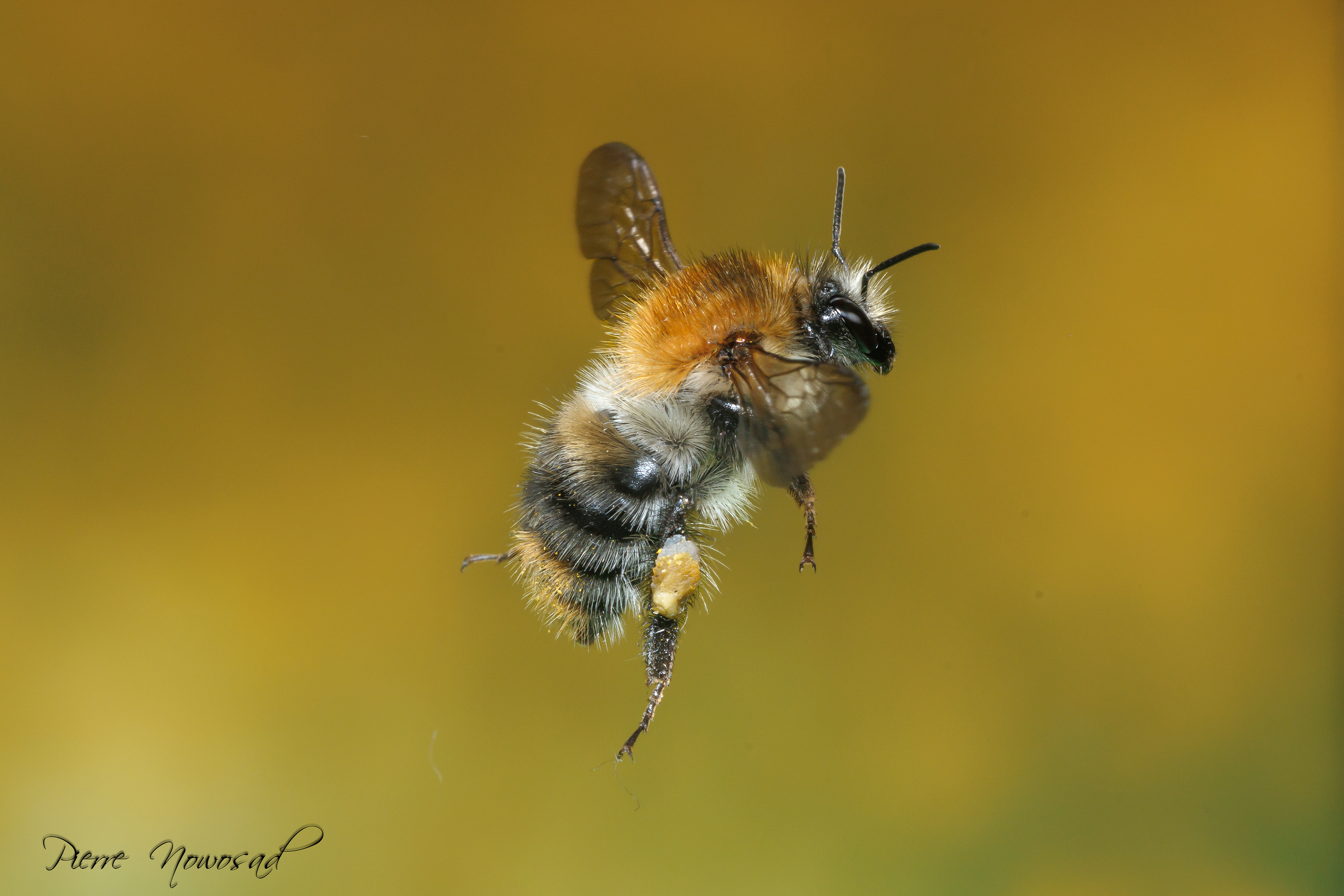 Akkerhommel