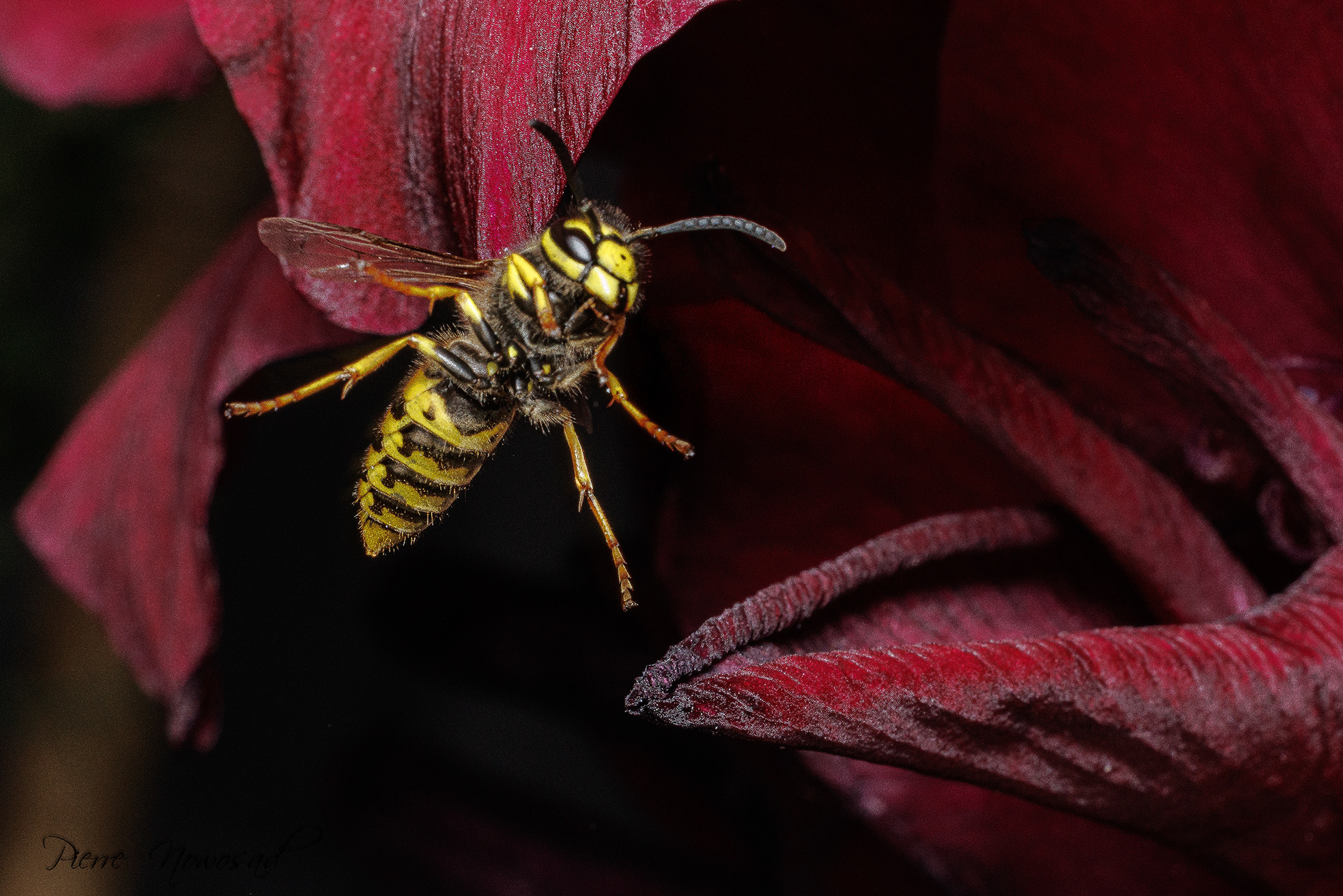 Duitse Wesp  (Vespula germanica)