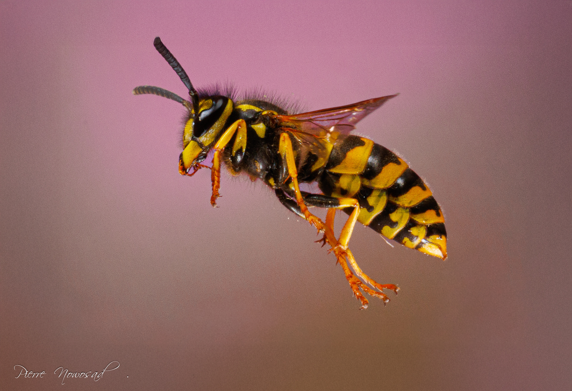 Duitse Wesp  (Vespula germanica)