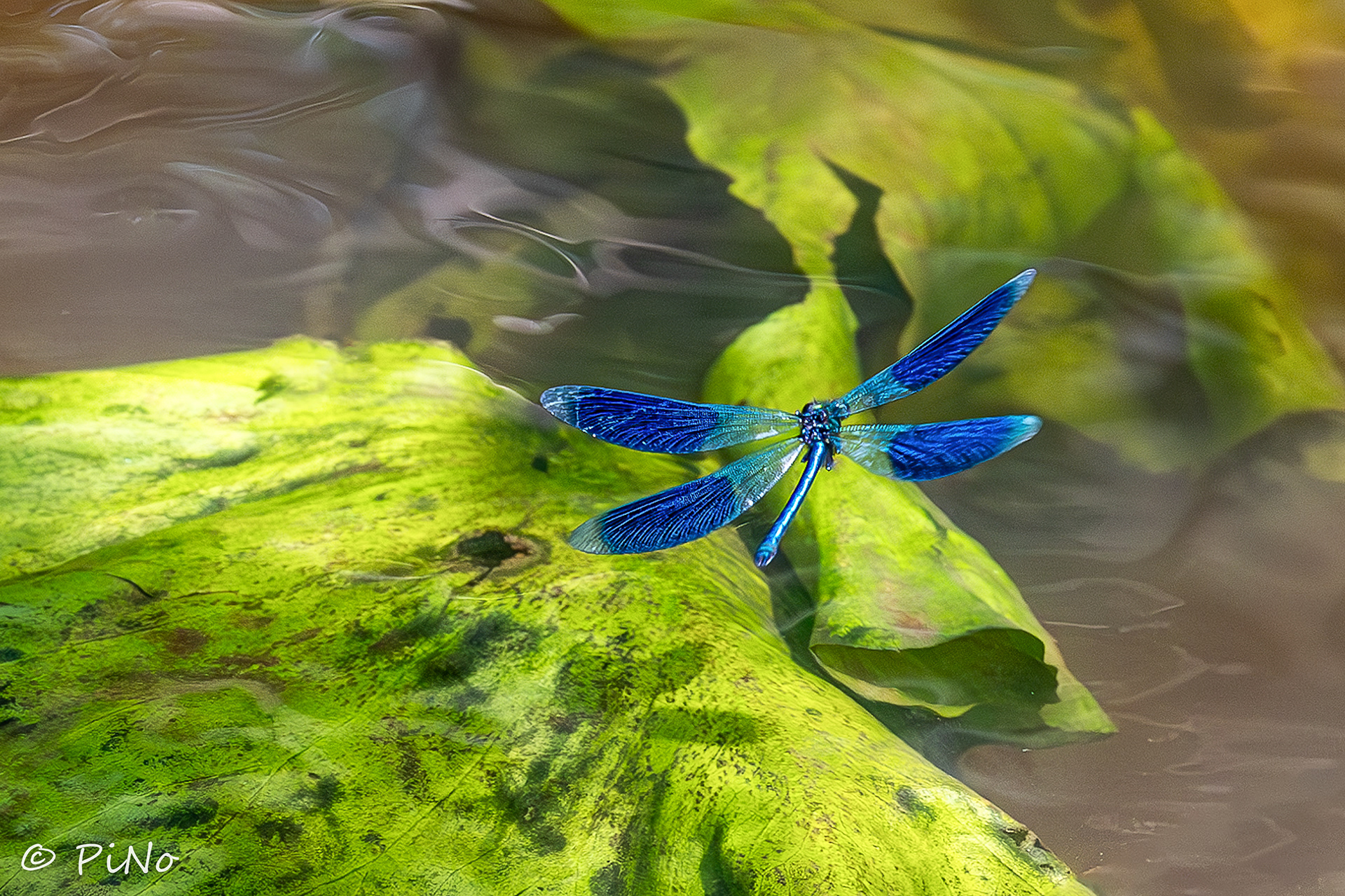 weidebeekjuffer (Calopteryx splendens)