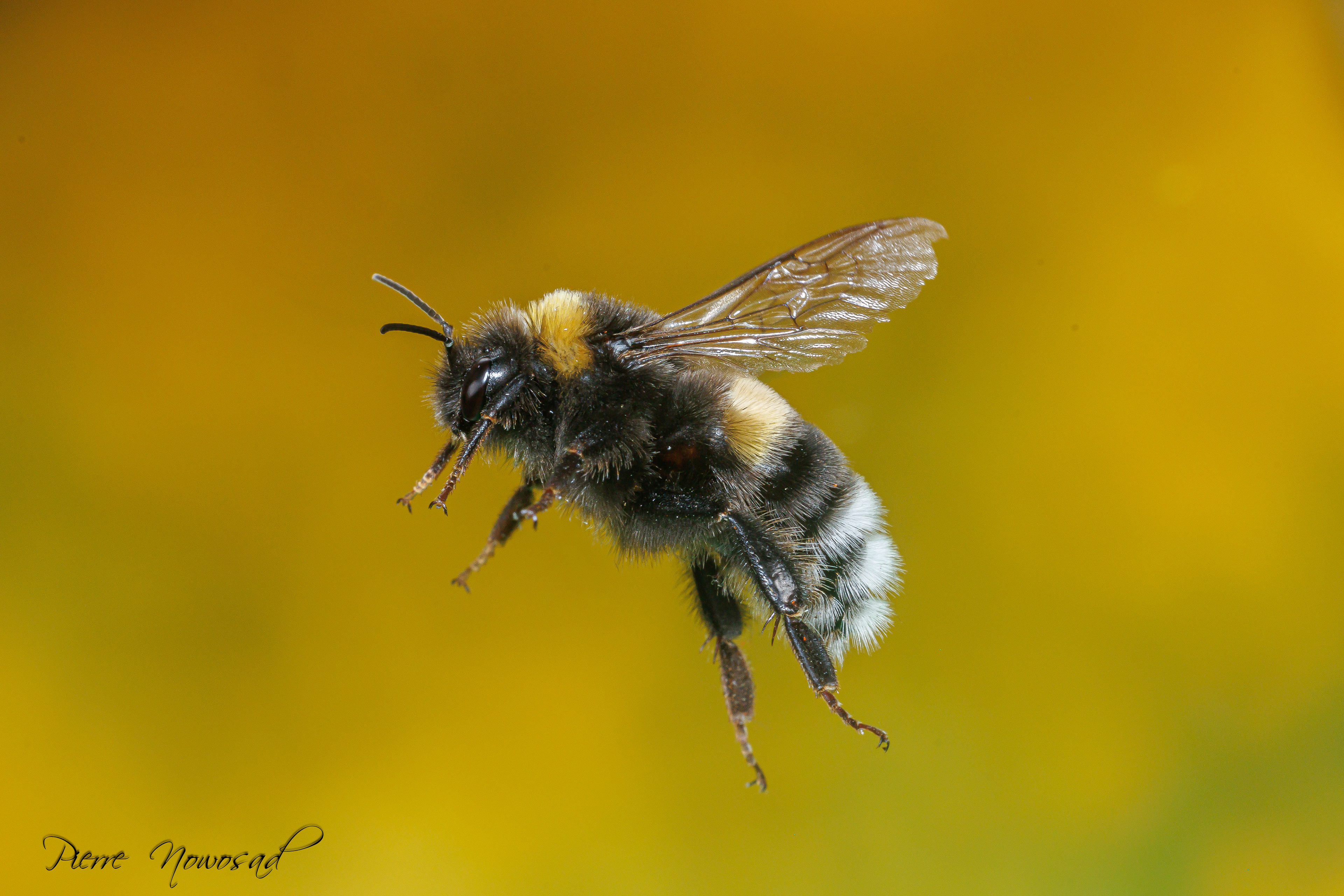 aardhommel