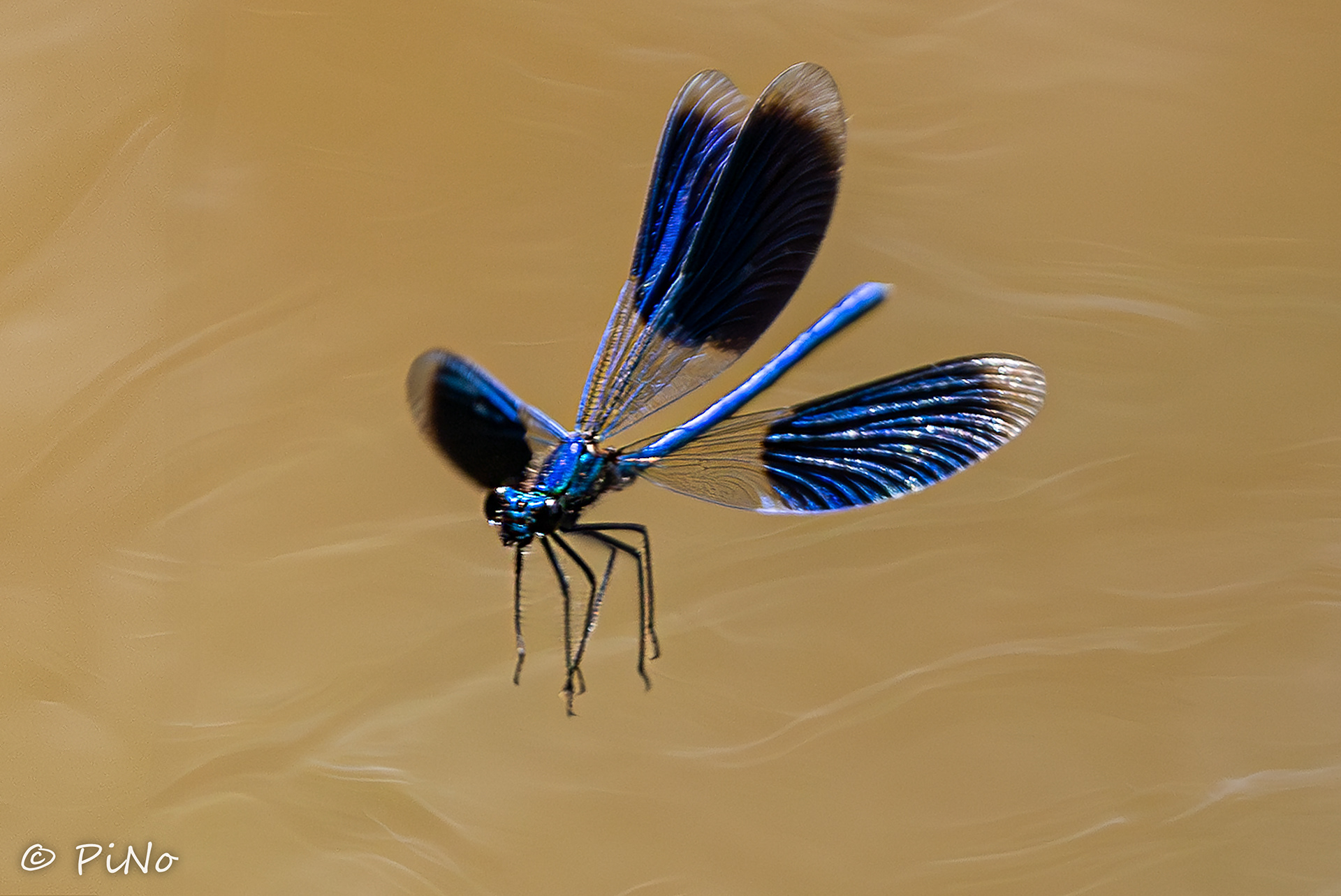 weidebeekjuffer (Calopteryx splendens)
