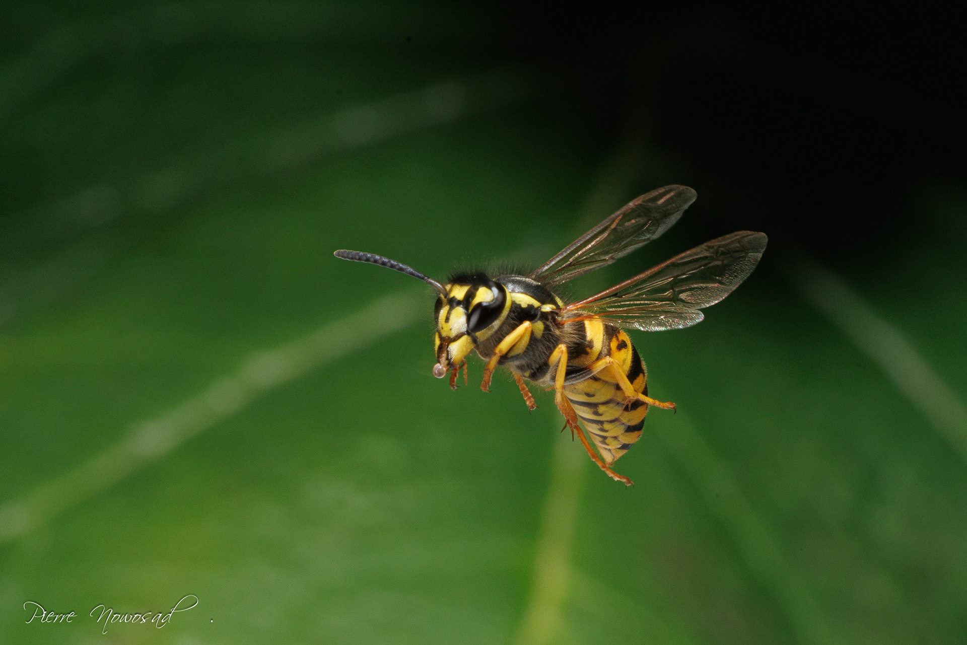 Duitse Wesp  (Vespula germanica)
