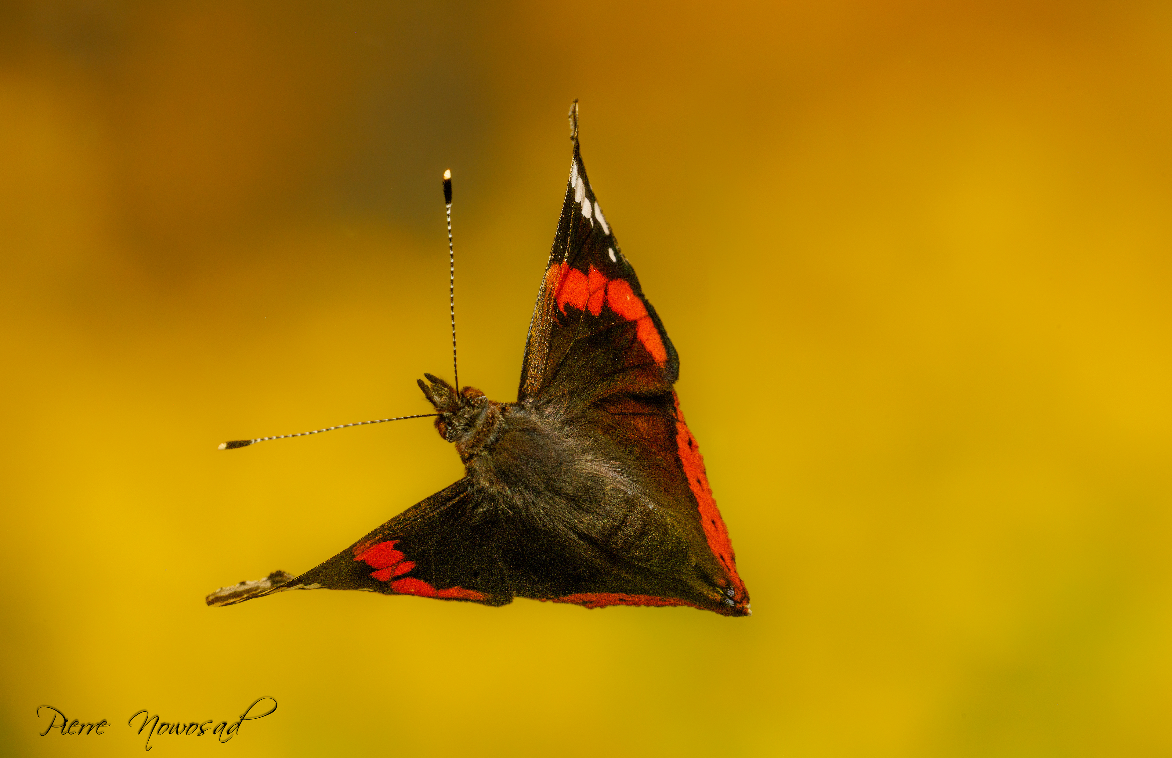 Vanessa Atalanta