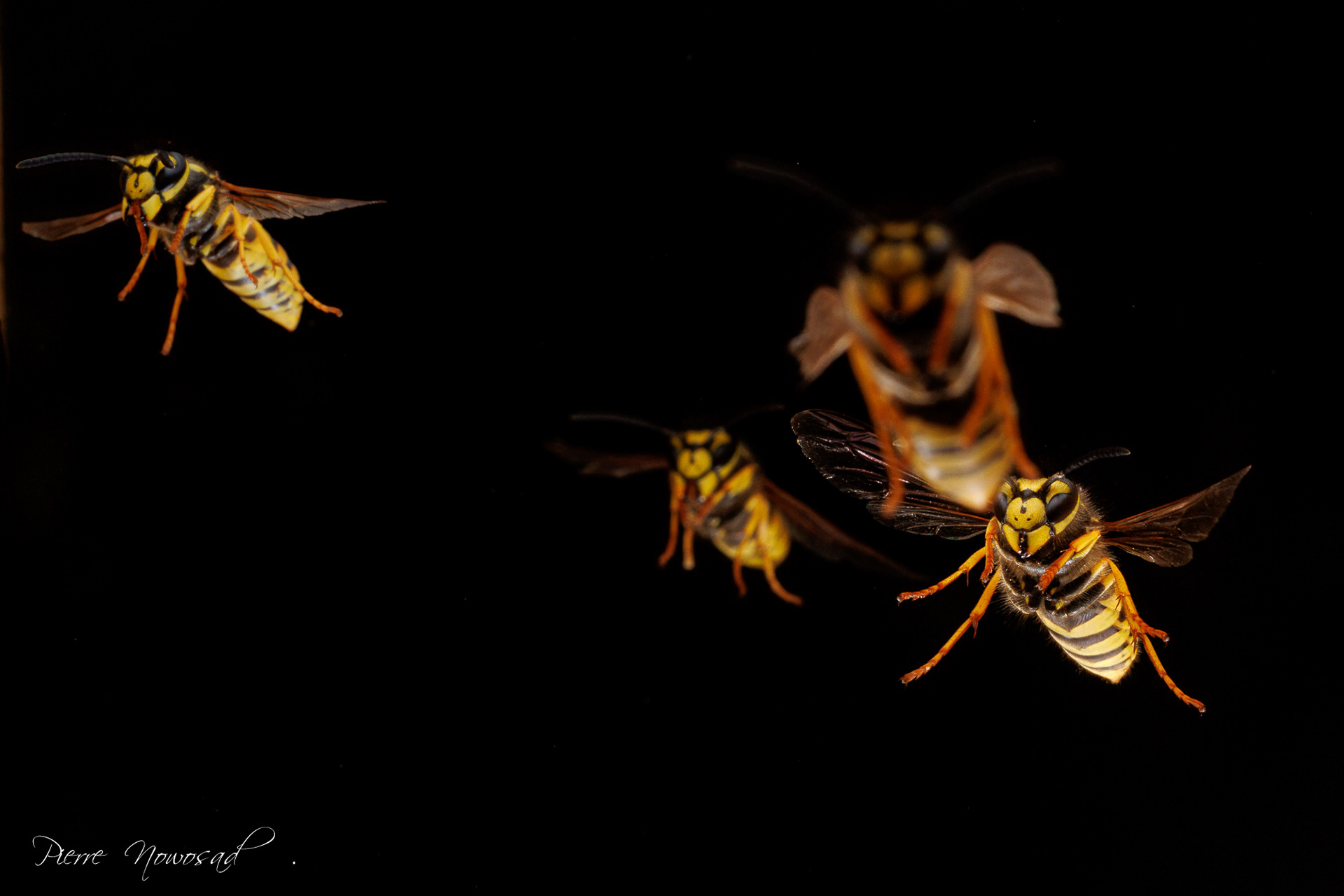Duitse Wesp  (Vespula germanica)