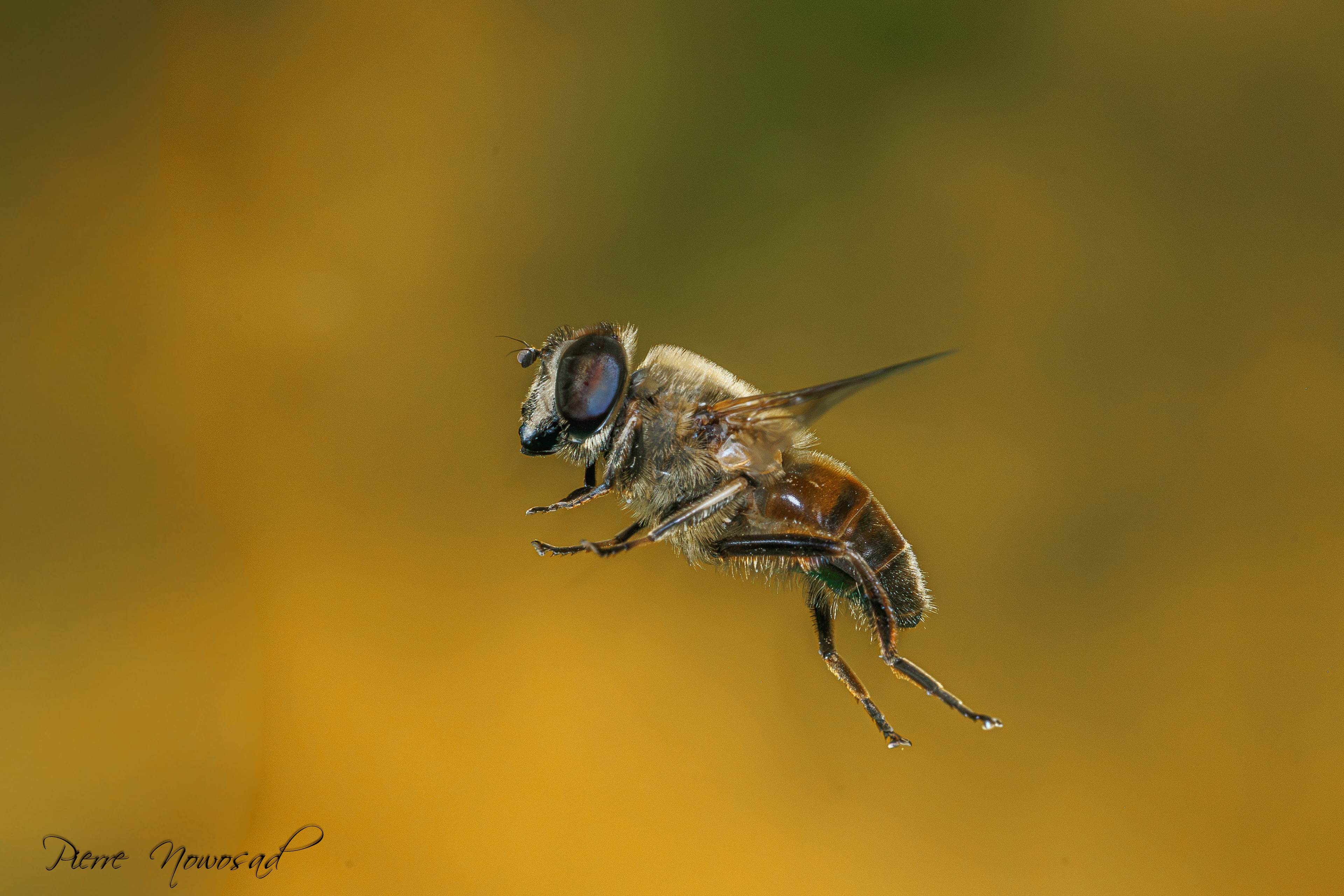 Blinde Bij (Eristalis tenax)