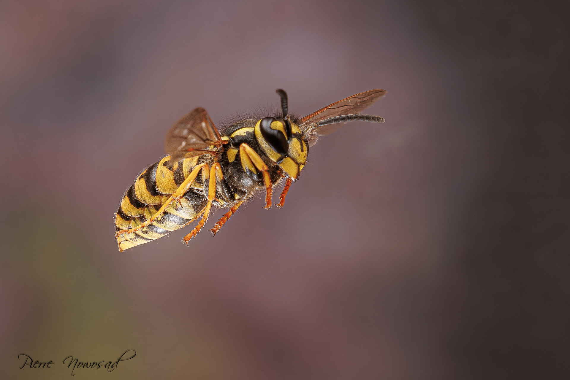 Duitse Wesp  (Vespula germanica)