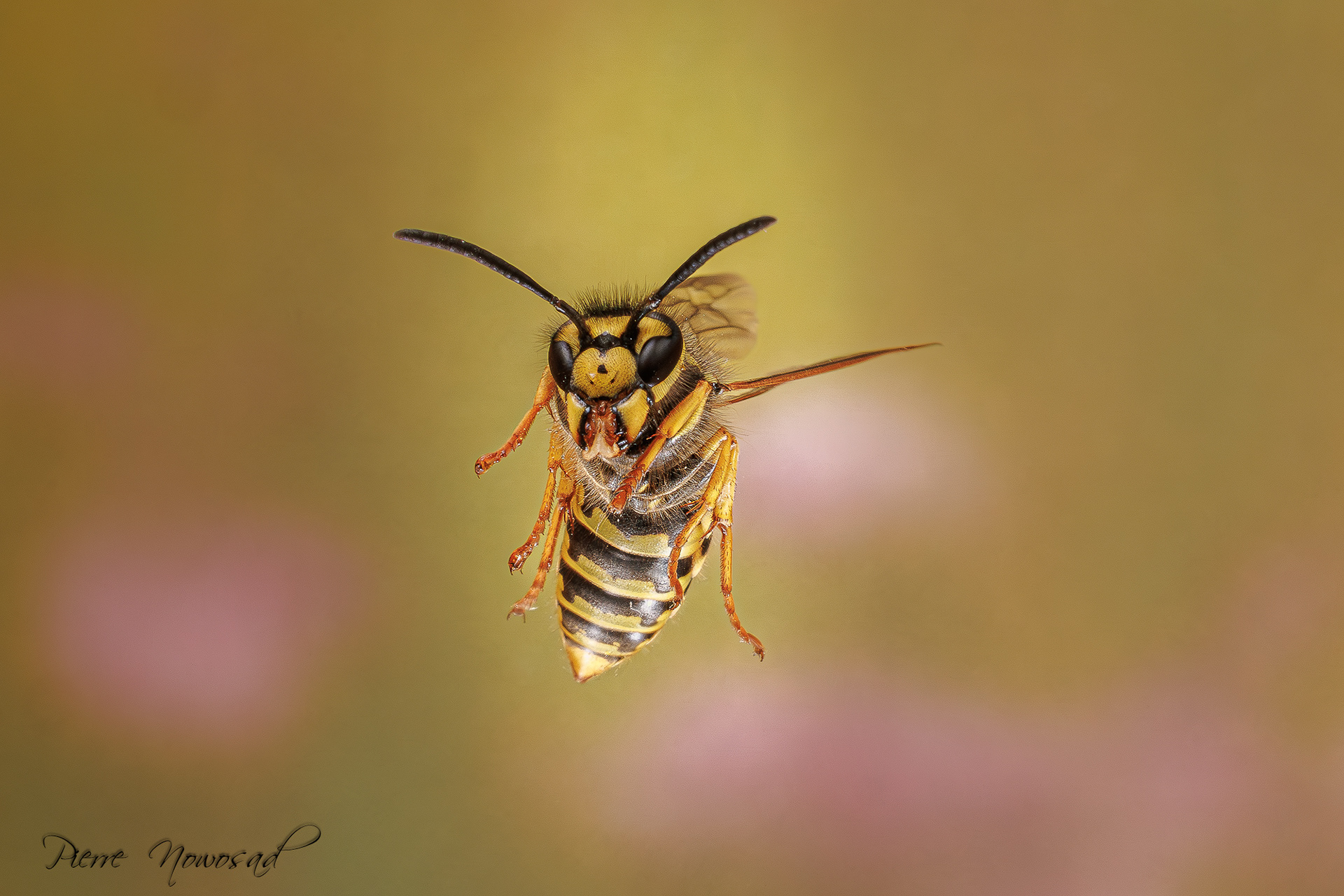Duitse Wesp  (Vespula germanica)