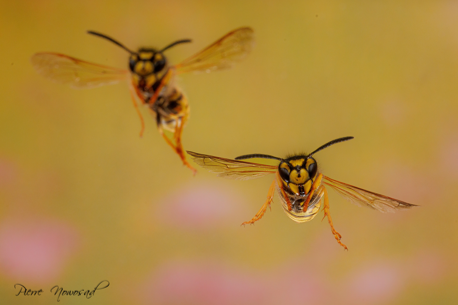 Duitse Wesp  (Vespula germanica)