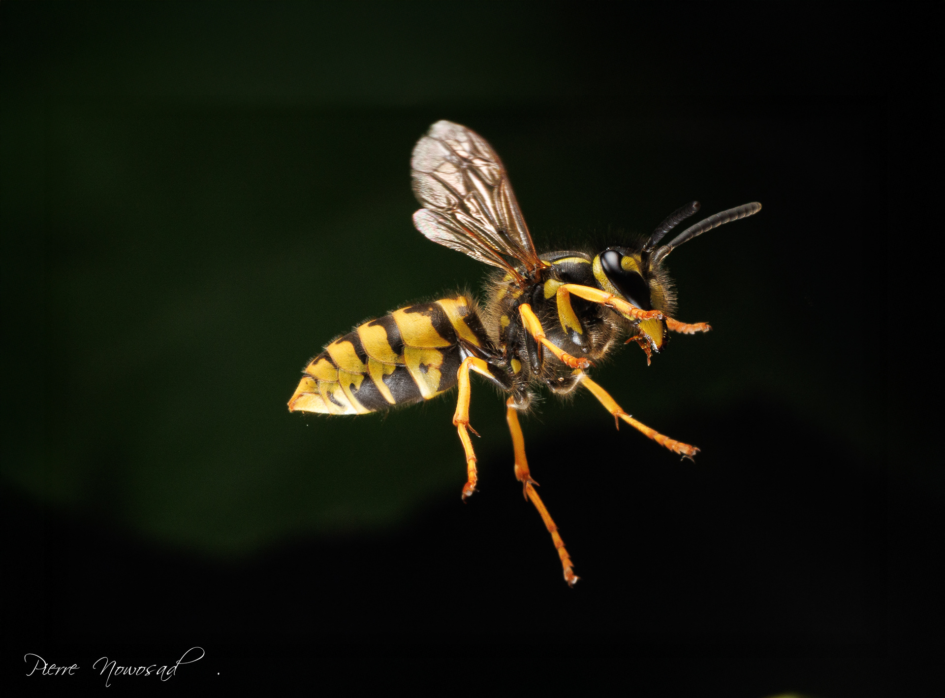 Duitse Wesp  (Vespula germanica)