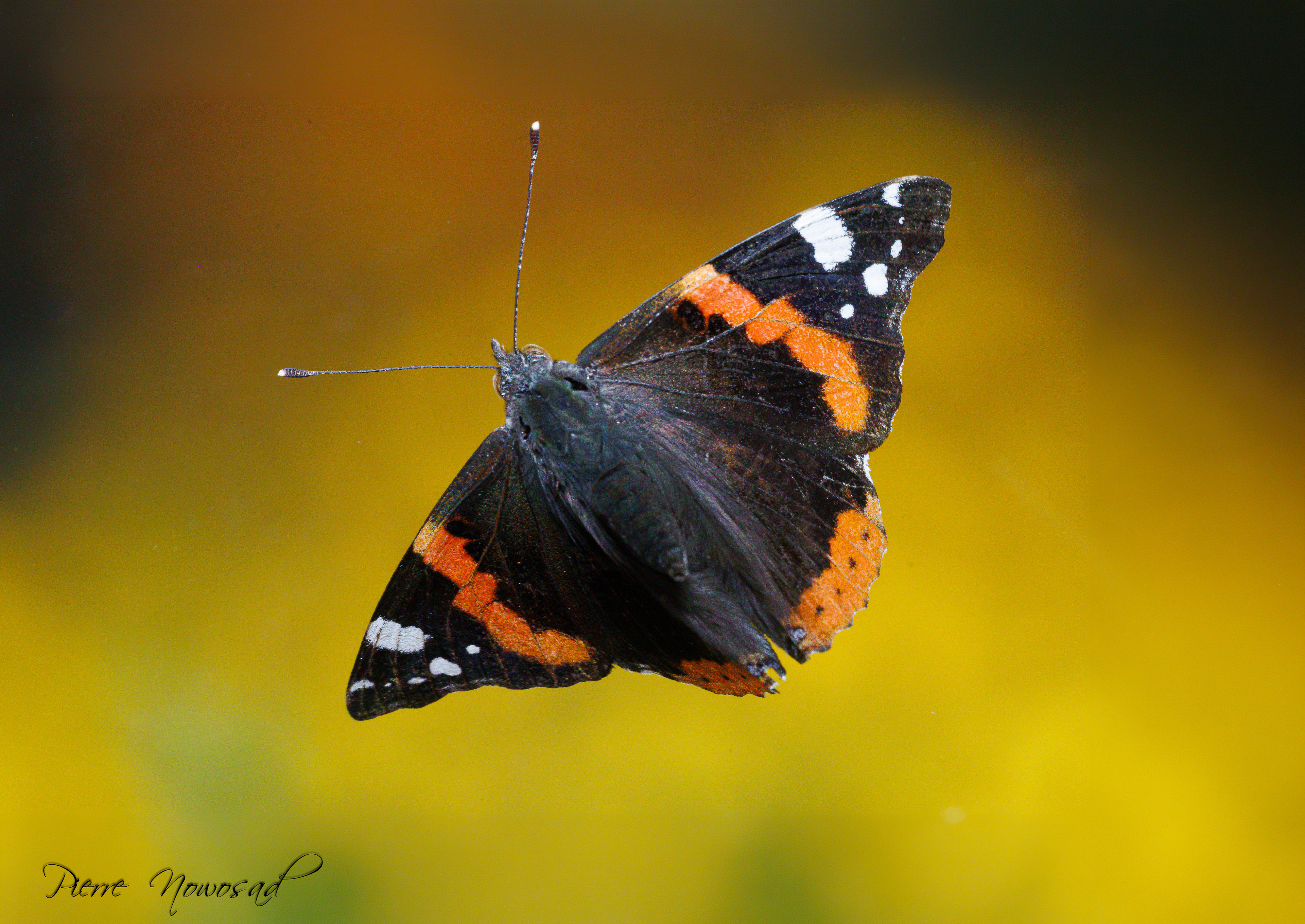 Vanessa Atalanta