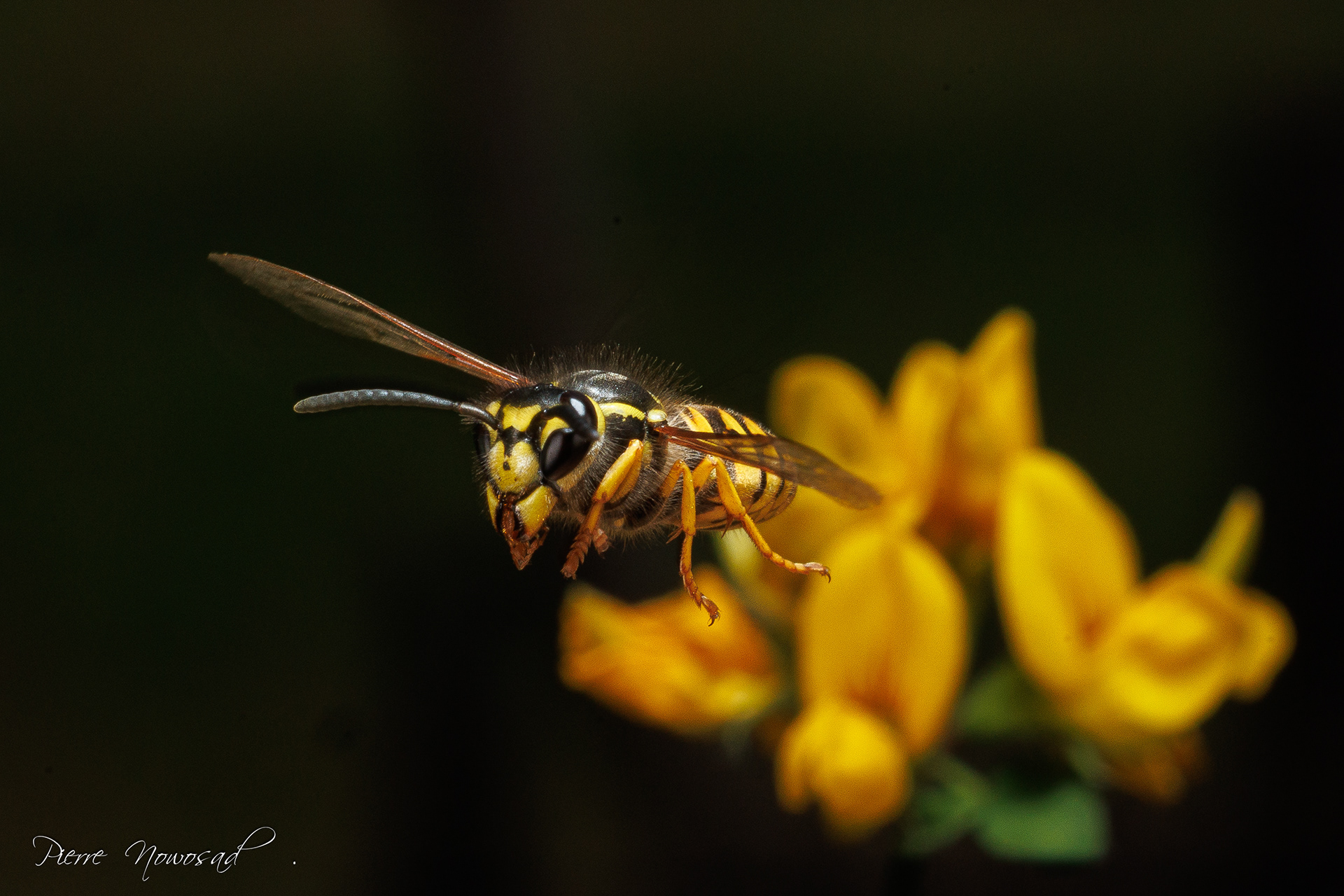 Duitse Wesp  (Vespula germanica)