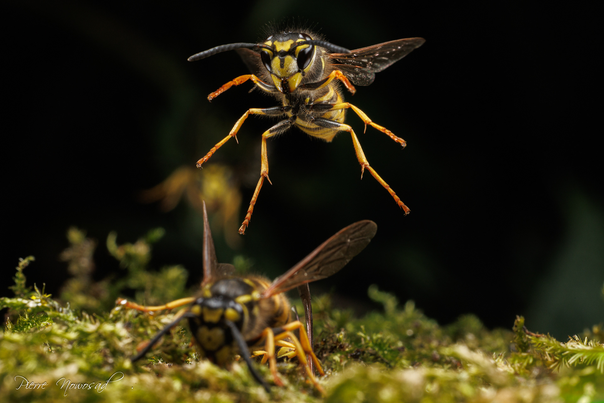 Duitse Wesp  (Vespula germanica)
