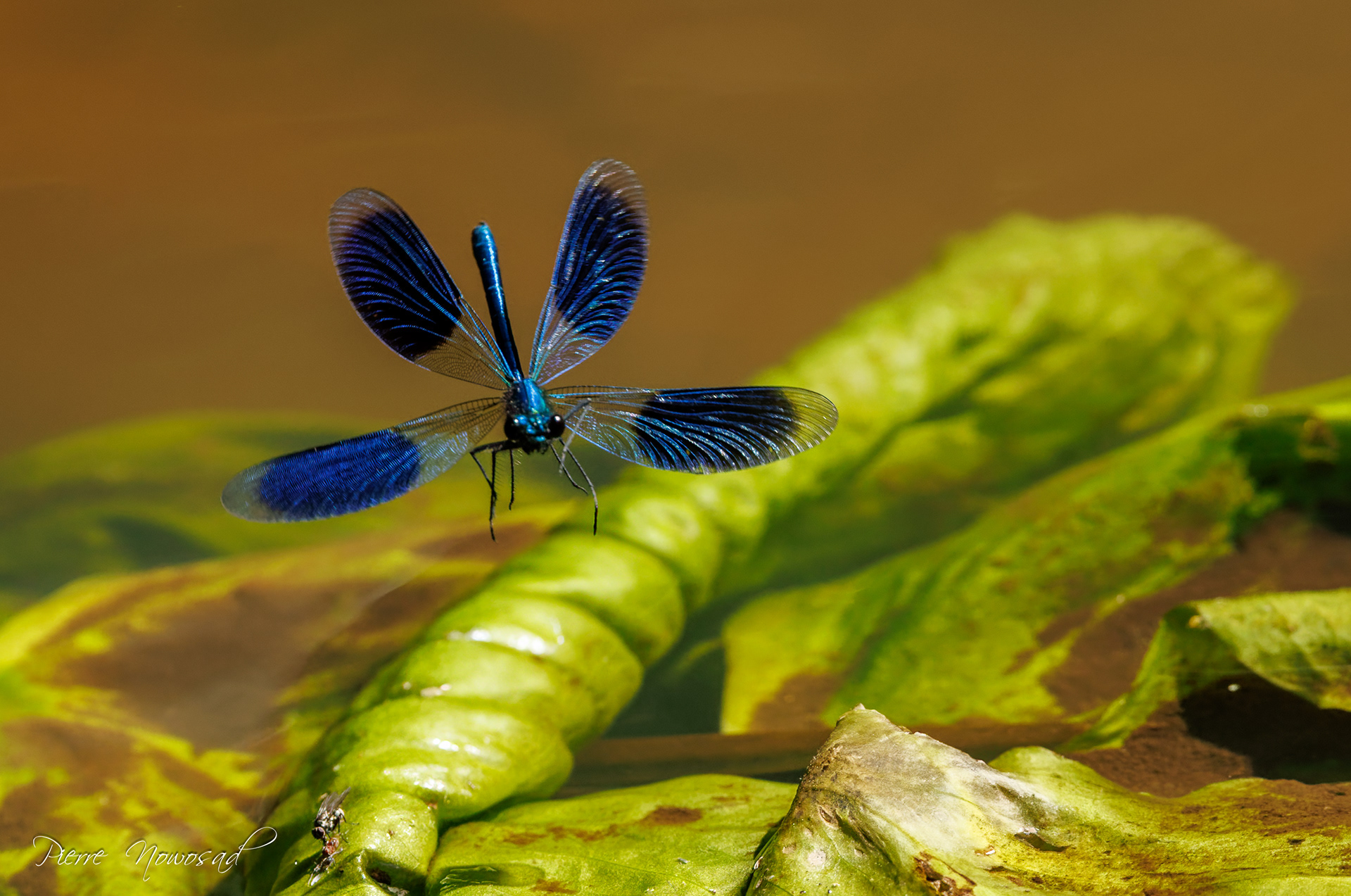 weidebeekjuffer (Calopteryx splendens)