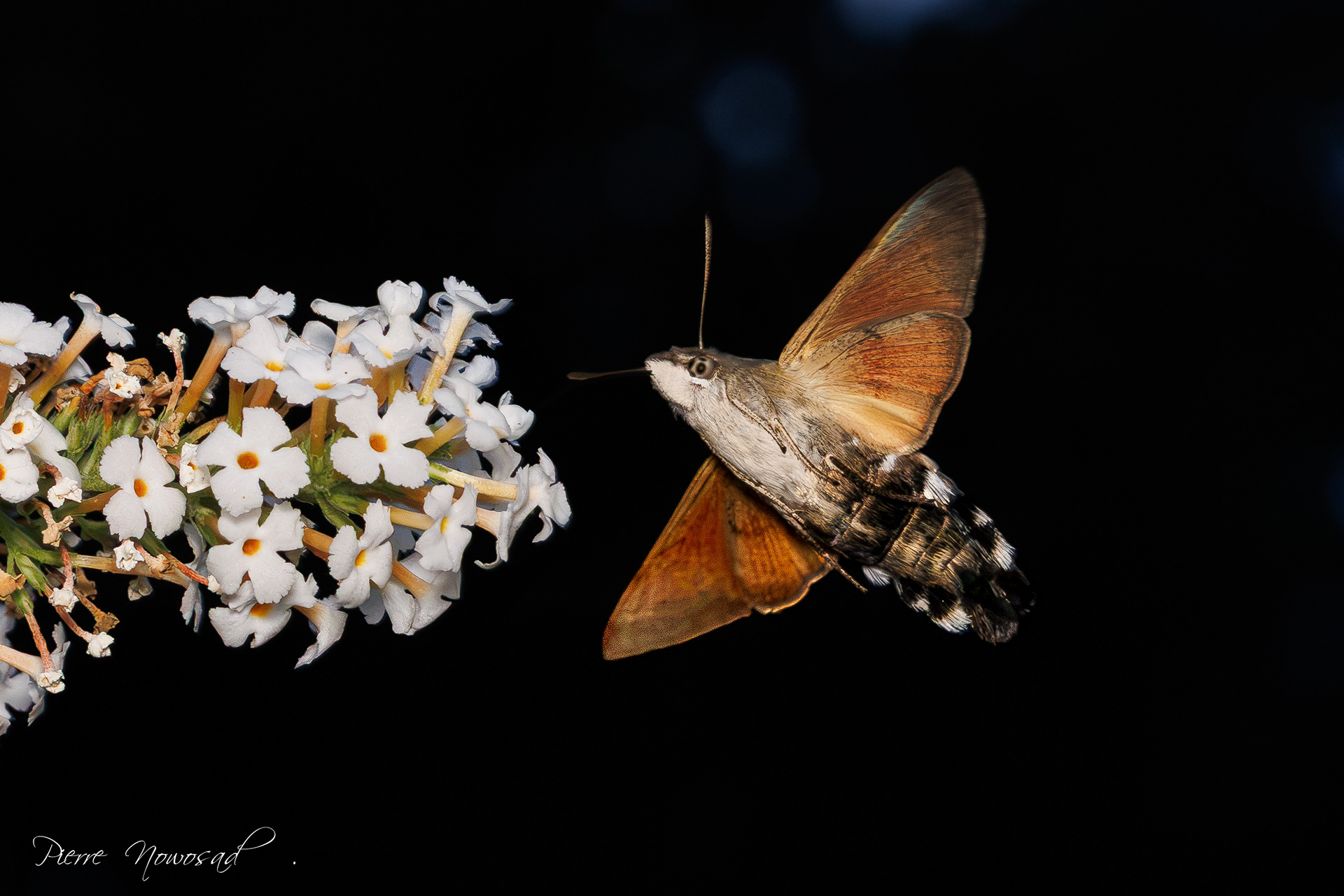 (Macroglossum stellatarum) 