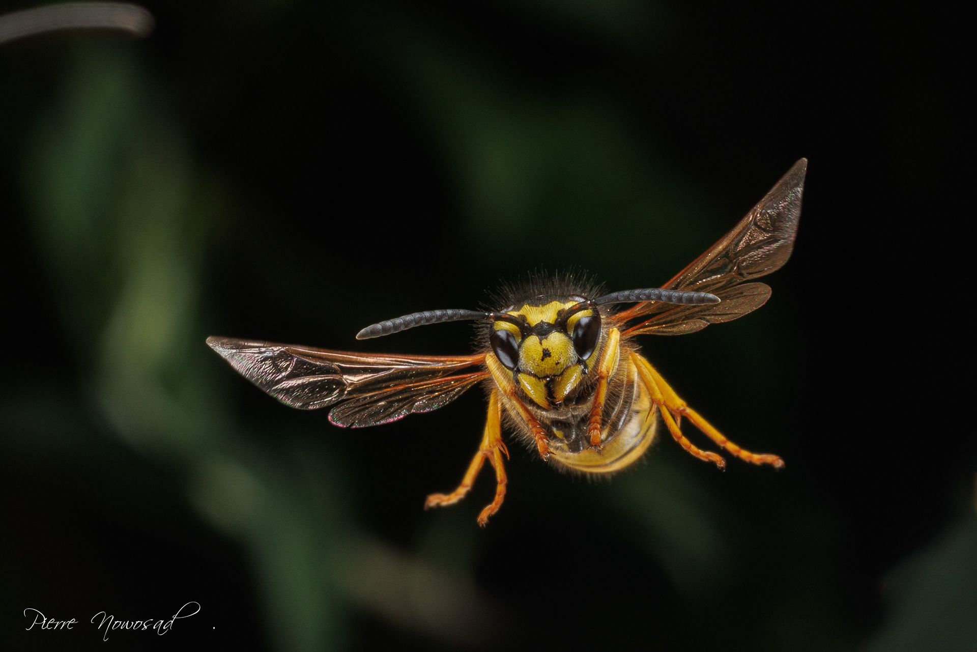 Duitse Wesp  (Vespula germanica)
