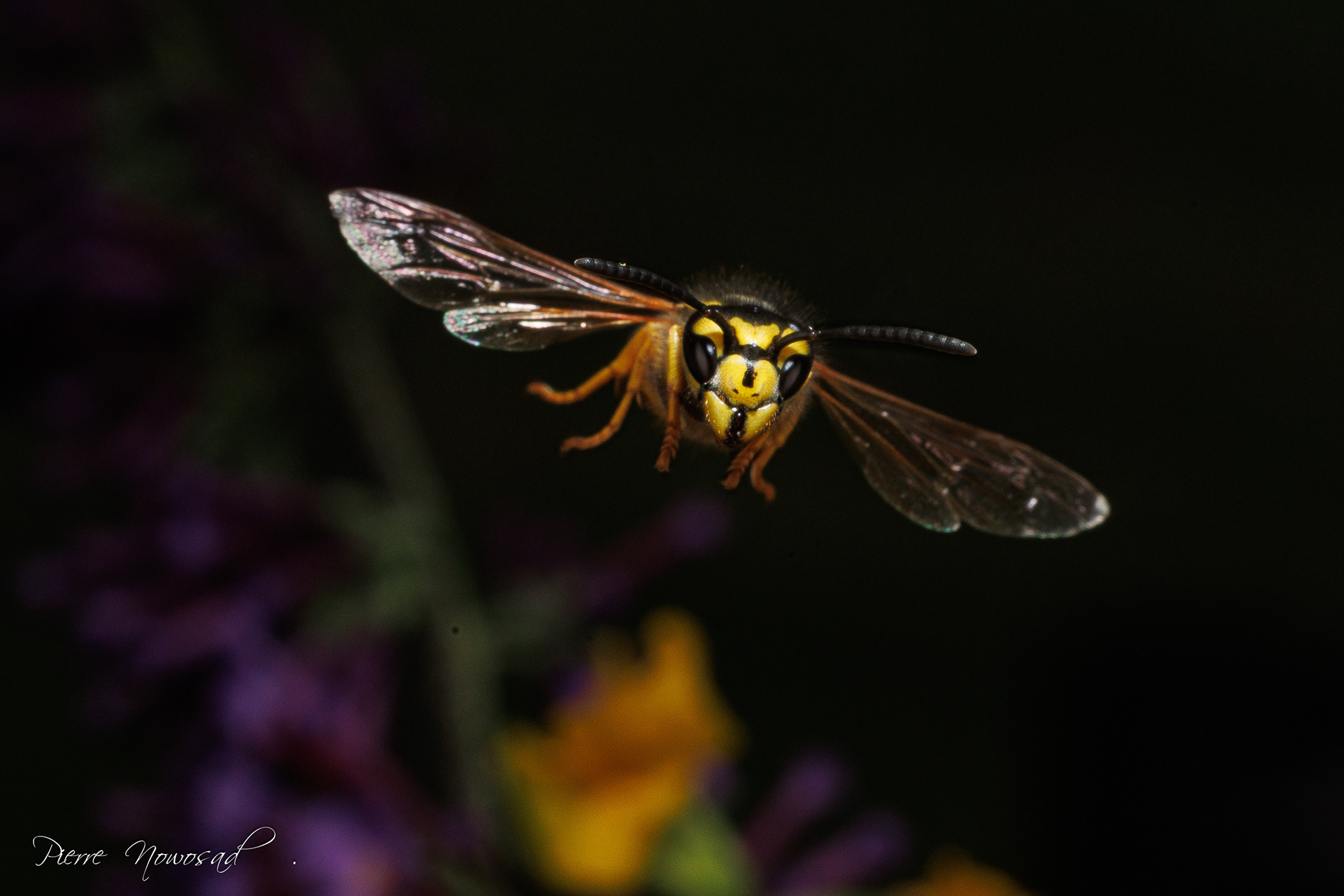 Duitse Wesp  (Vespula germanica)