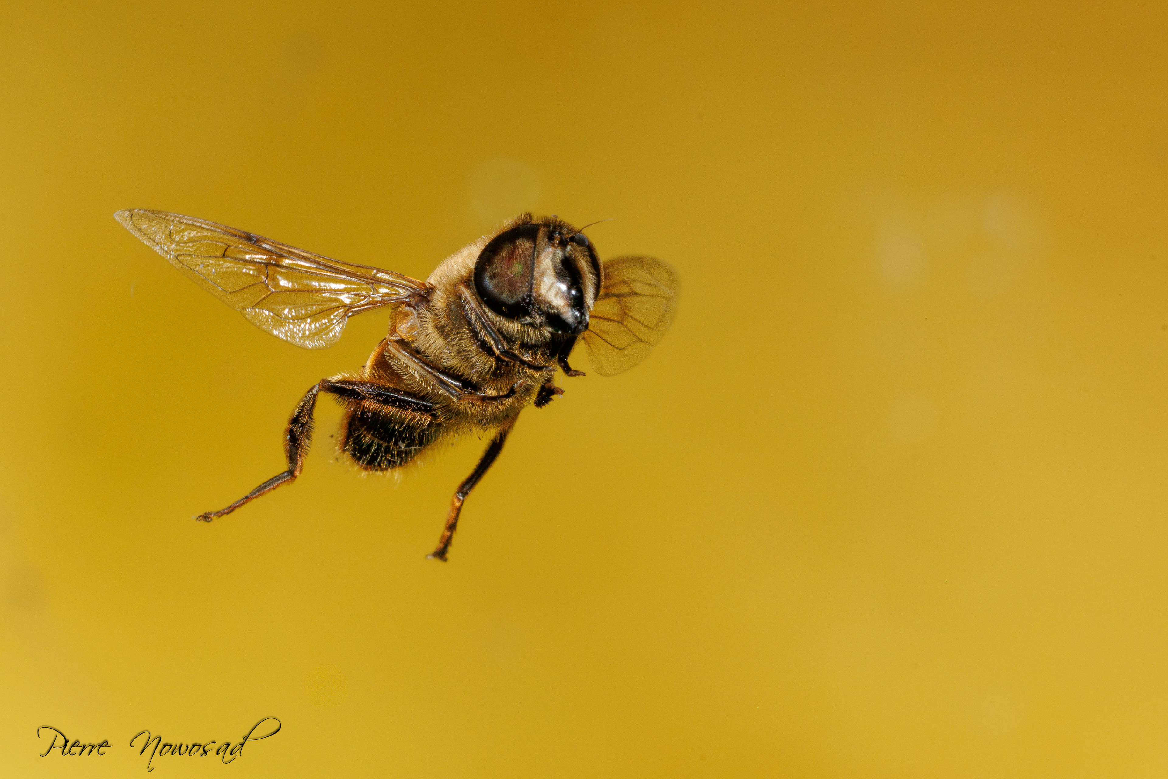 Blinde Bij (Eristalis tenax)