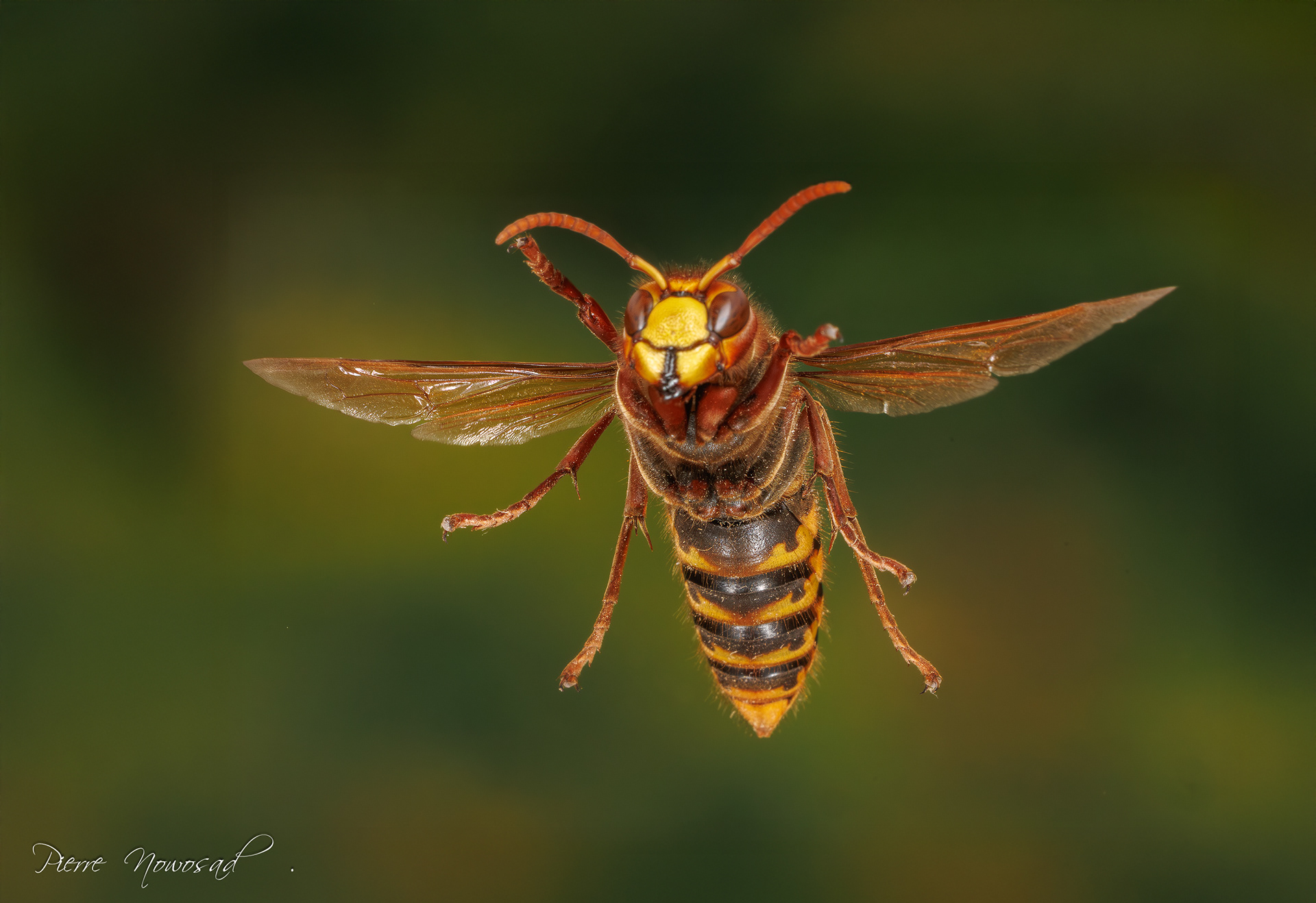 Aziatische Hoornaar  (Vespa velutina)