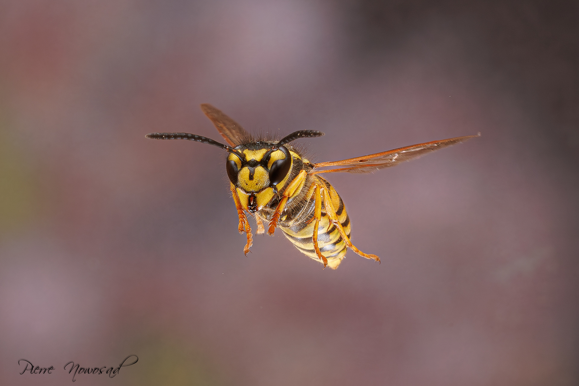 Duitse Wesp  (Vespula germanica)