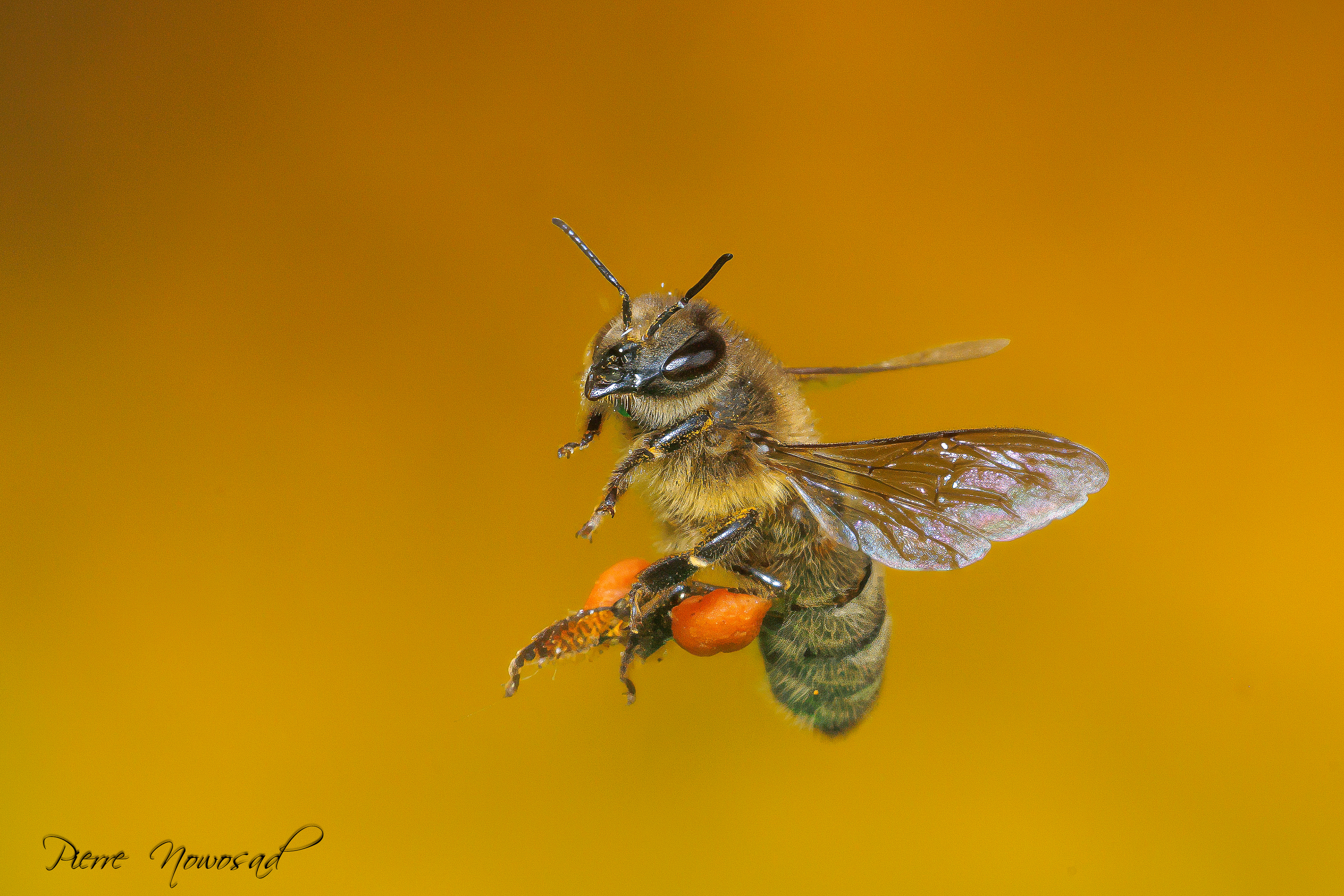 Honingbij(Apis mellifera)