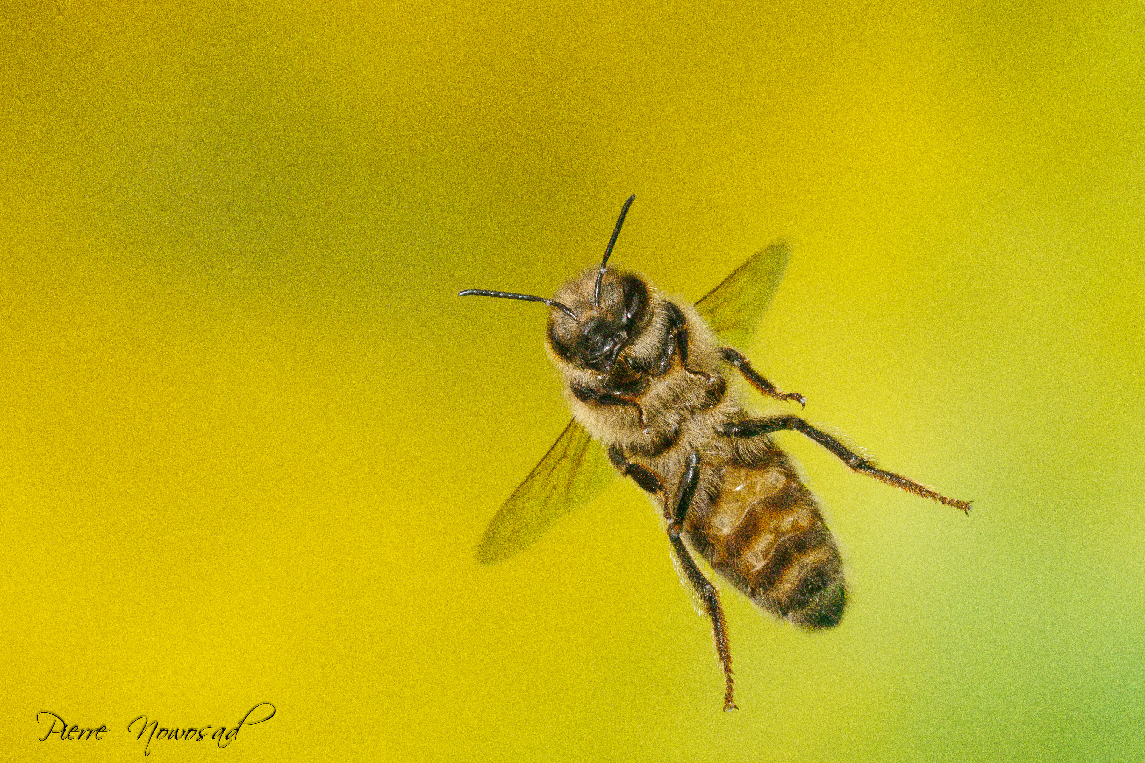 Honingbij(Apis mellifera)
