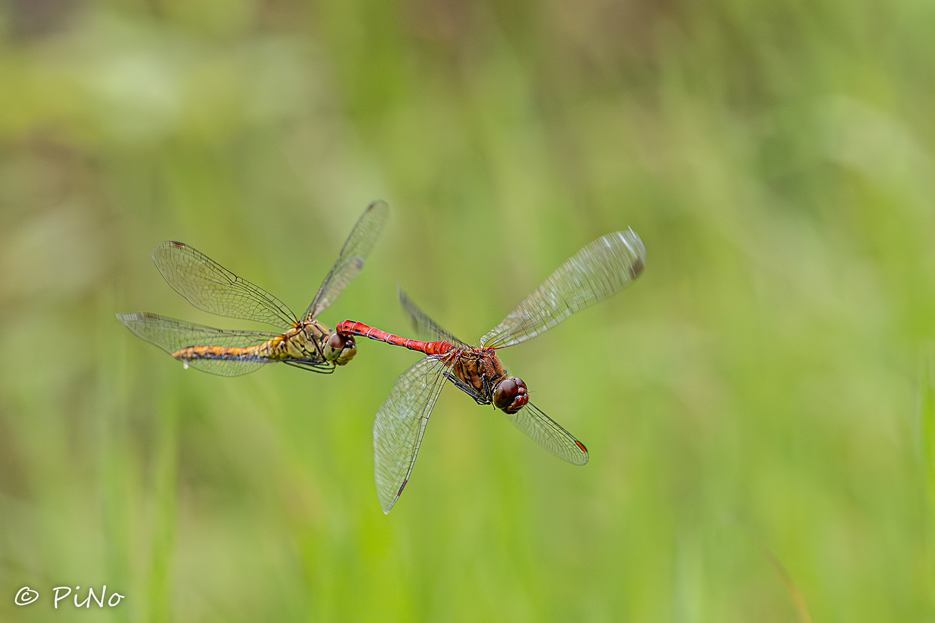 Bloedrode Heidelibel