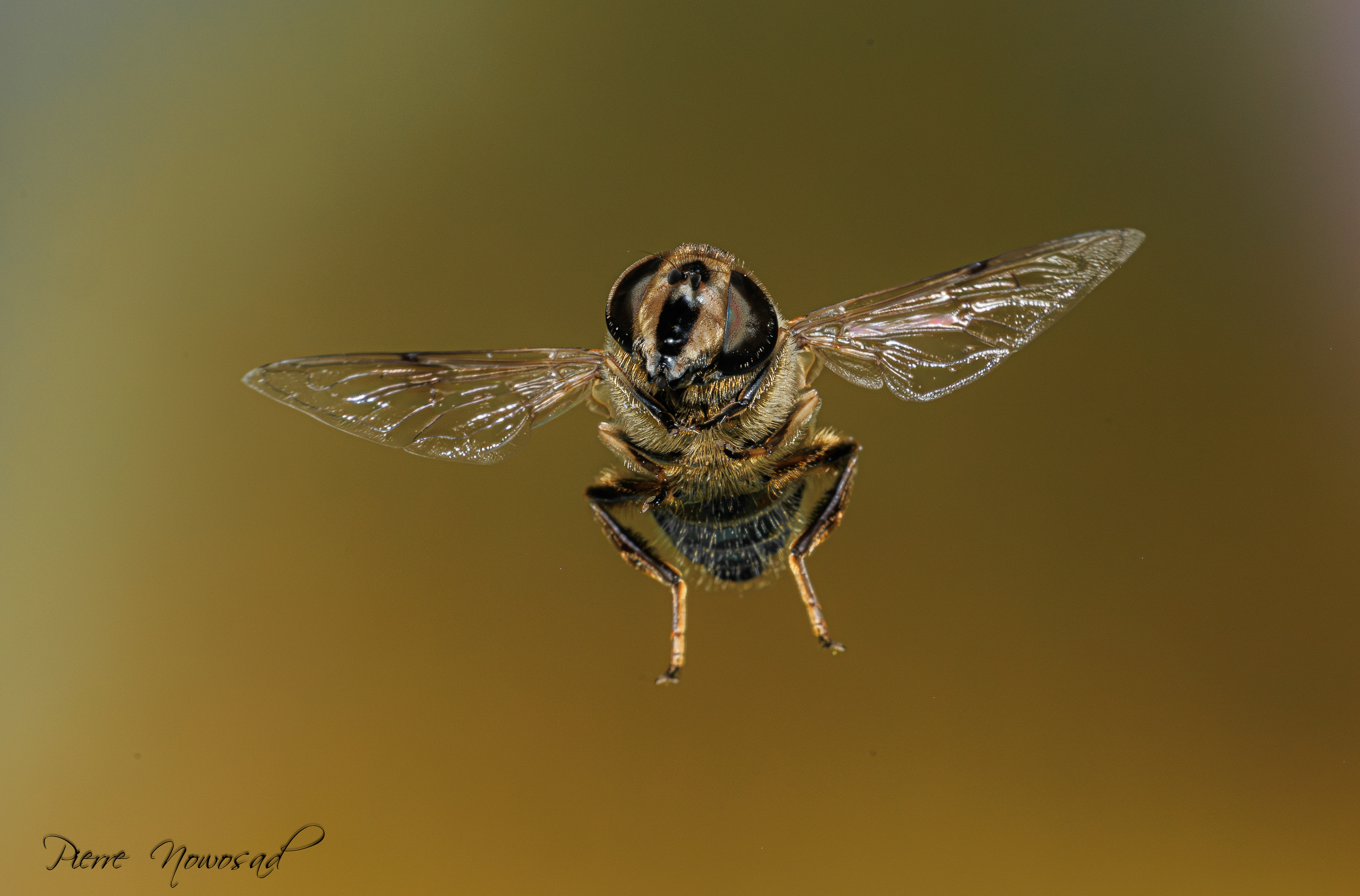 Blinde Bij (Eristalis tenax)