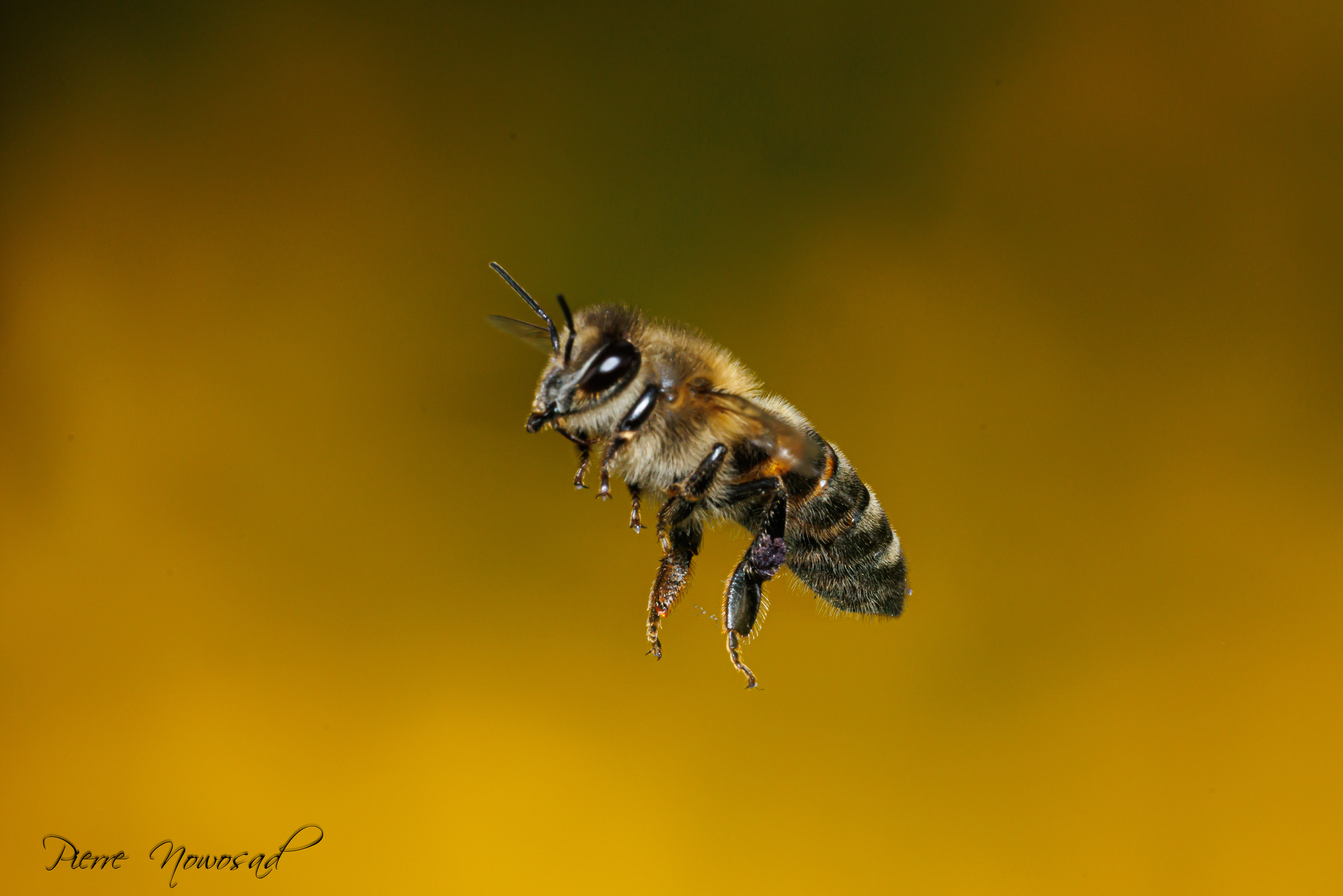 Blinde Bij (Eristalis tenax)