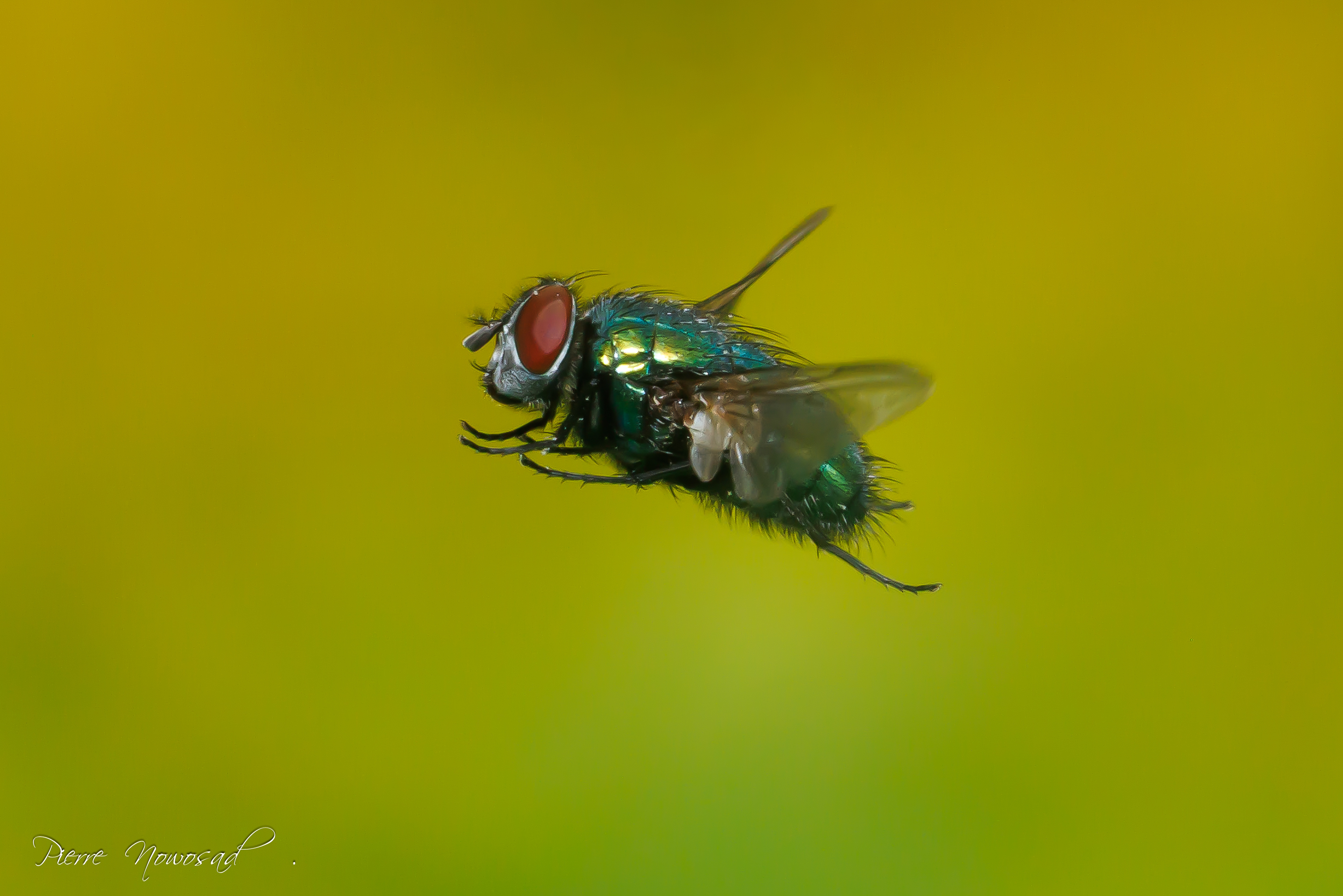 Lucilia sericata
