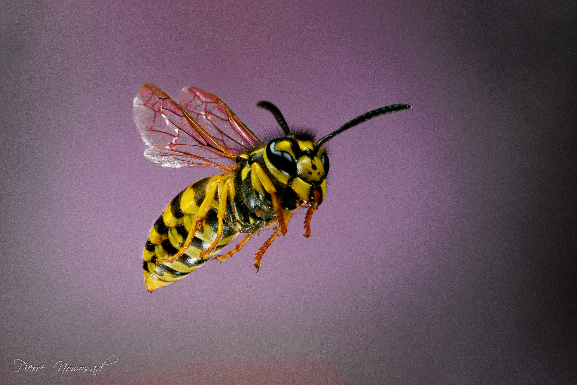 Duitse Wesp  (Vespula germanica)