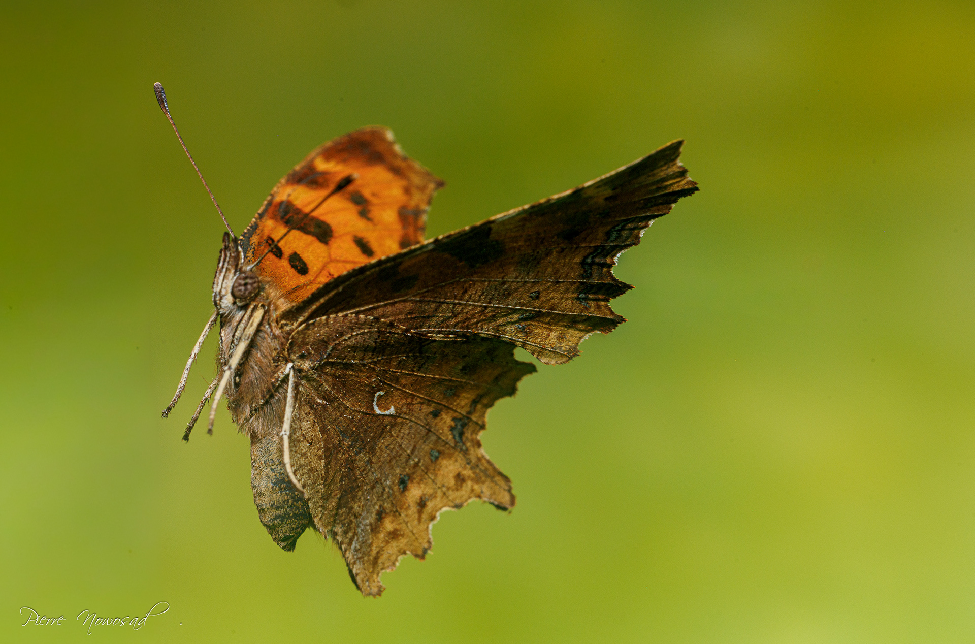 (Polygonia c-album)