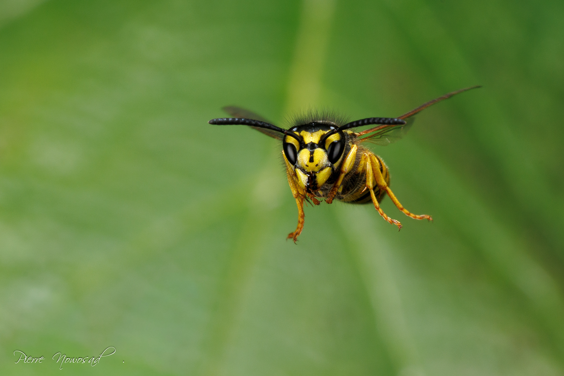 Duitse Wesp  (Vespula germanica)