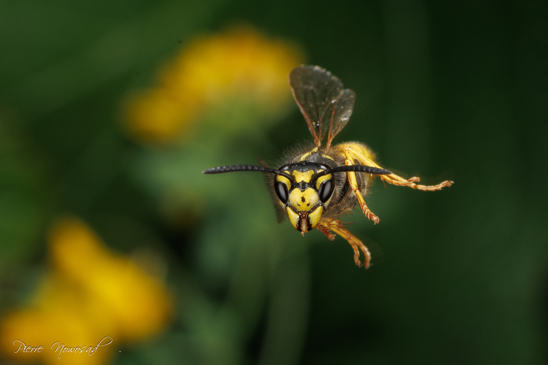 Duitse Wesp  (Vespula germanica)