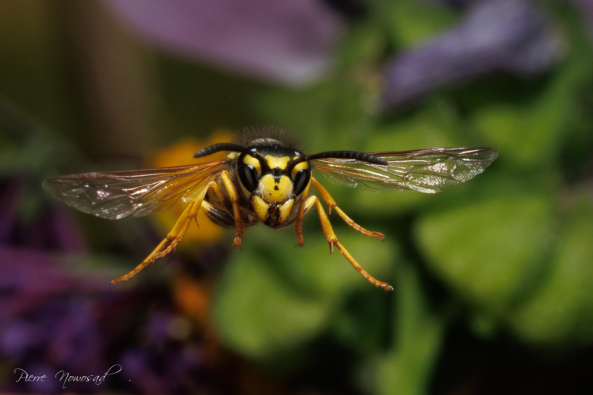 Duitse Wesp  (Vespula germanica)