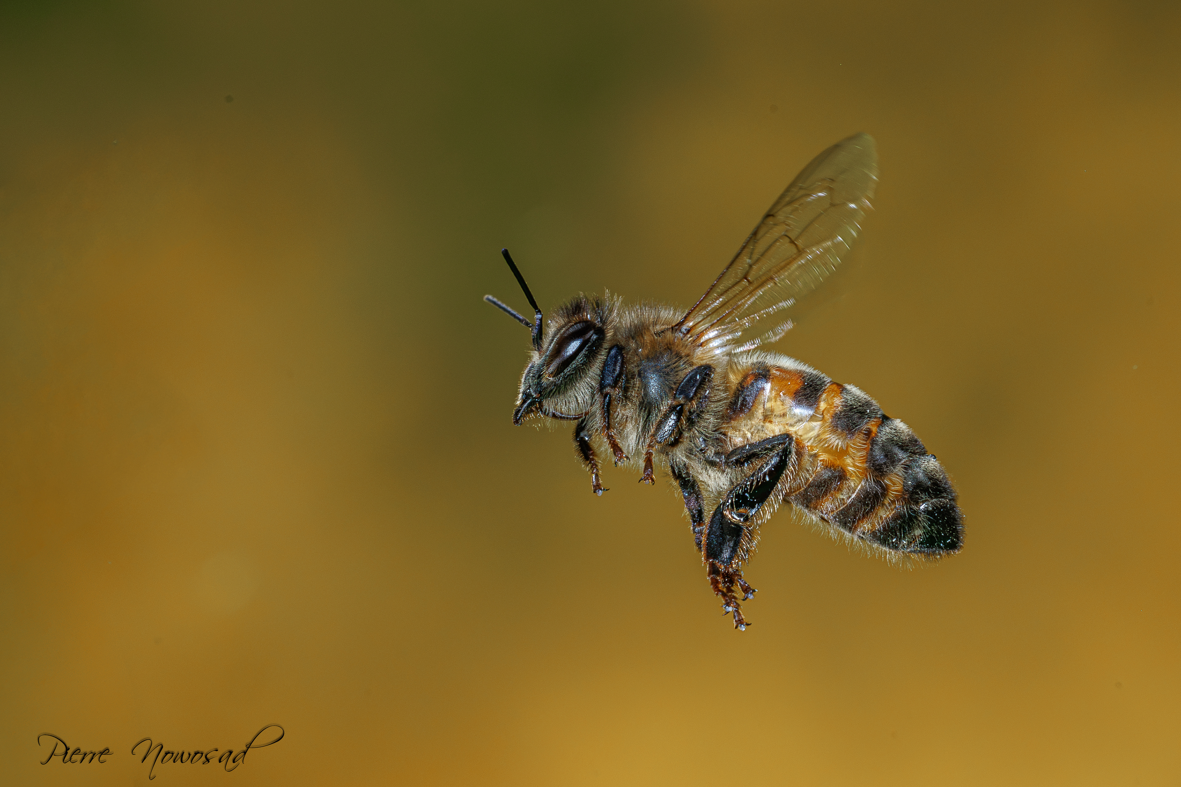 Blinde Bij (Eristalis tenax)