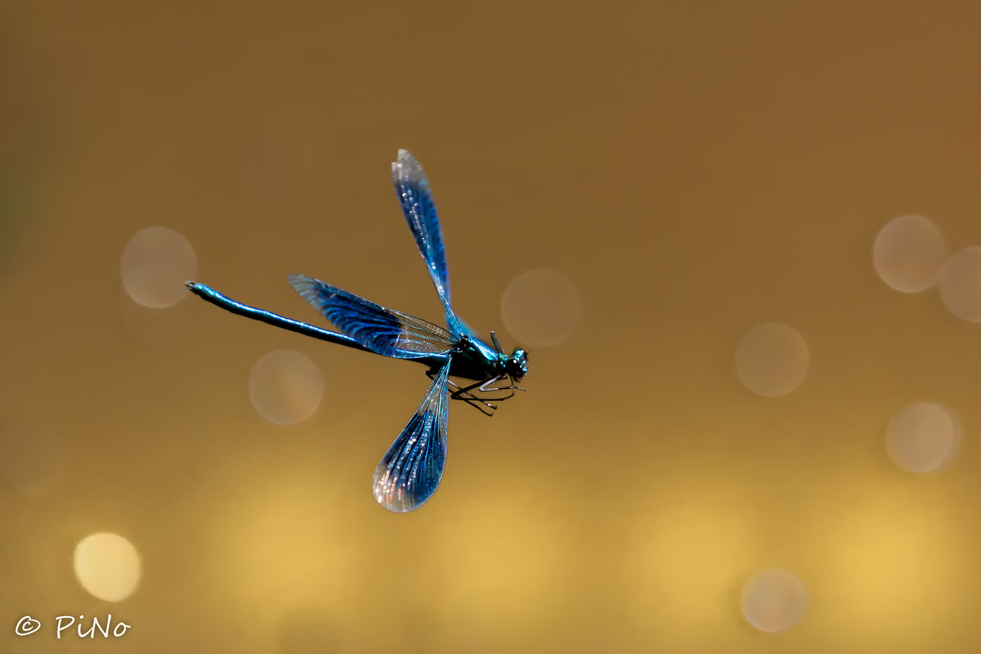 weidebeekjuffer (Calopteryx splendens)