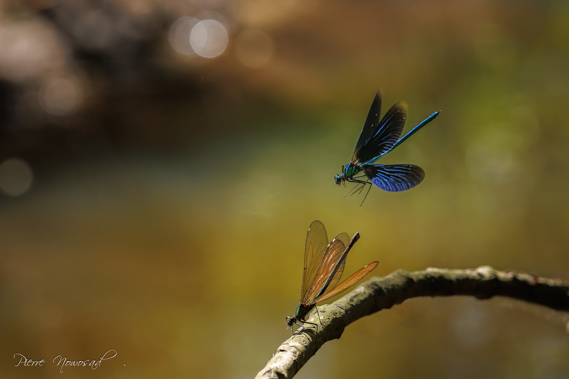 bosbeekjuffer (Calopteryx virgo)