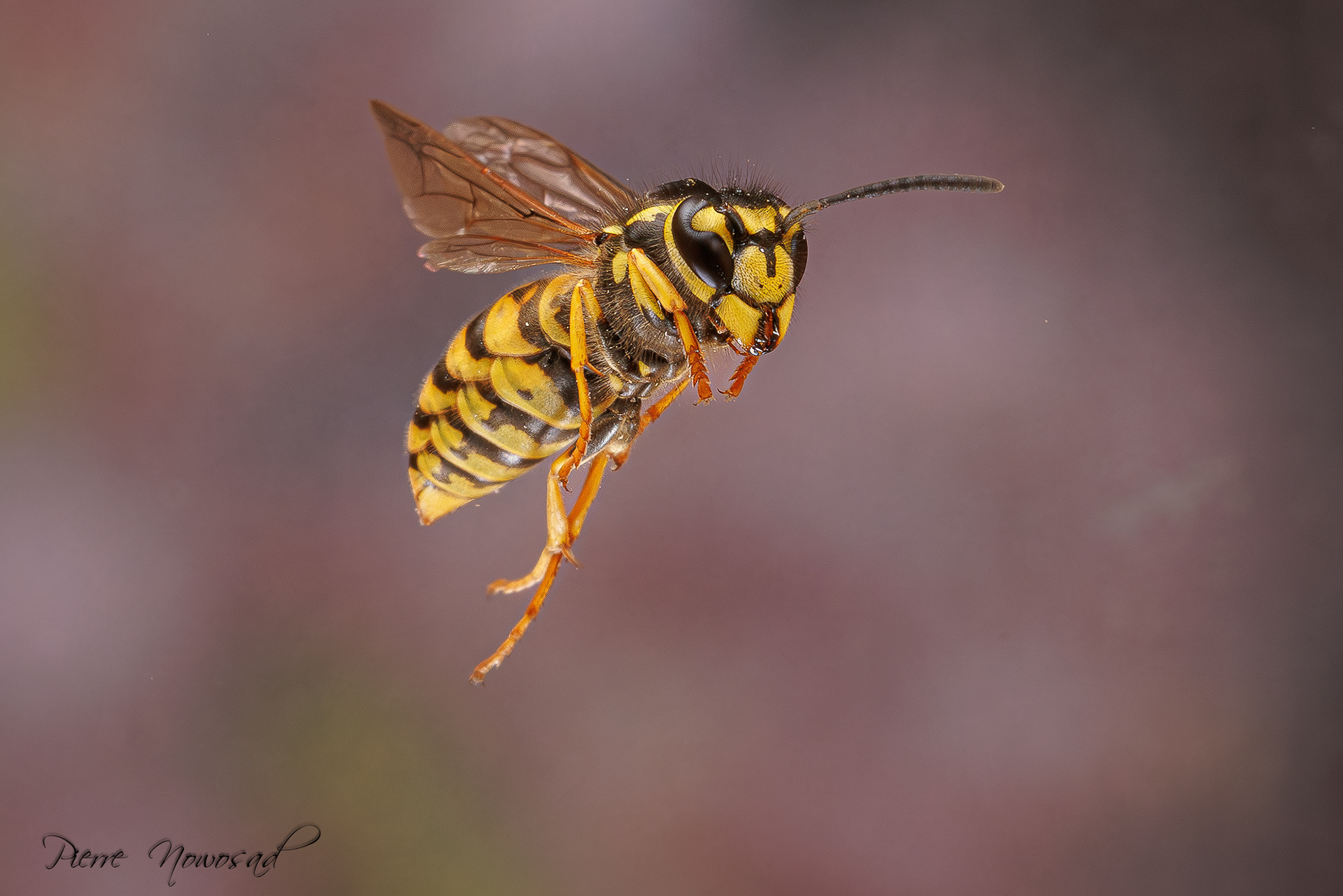 Duitse Wesp  (Vespula germanica)