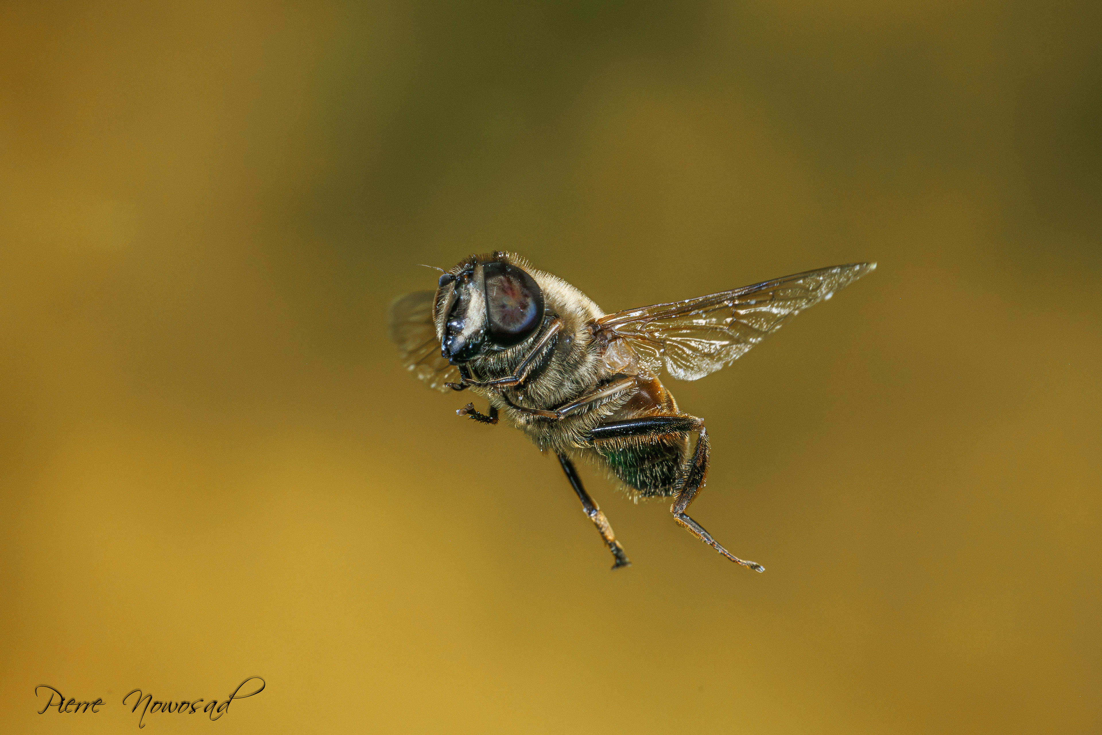 Blinde Bij (Eristalis tenax)