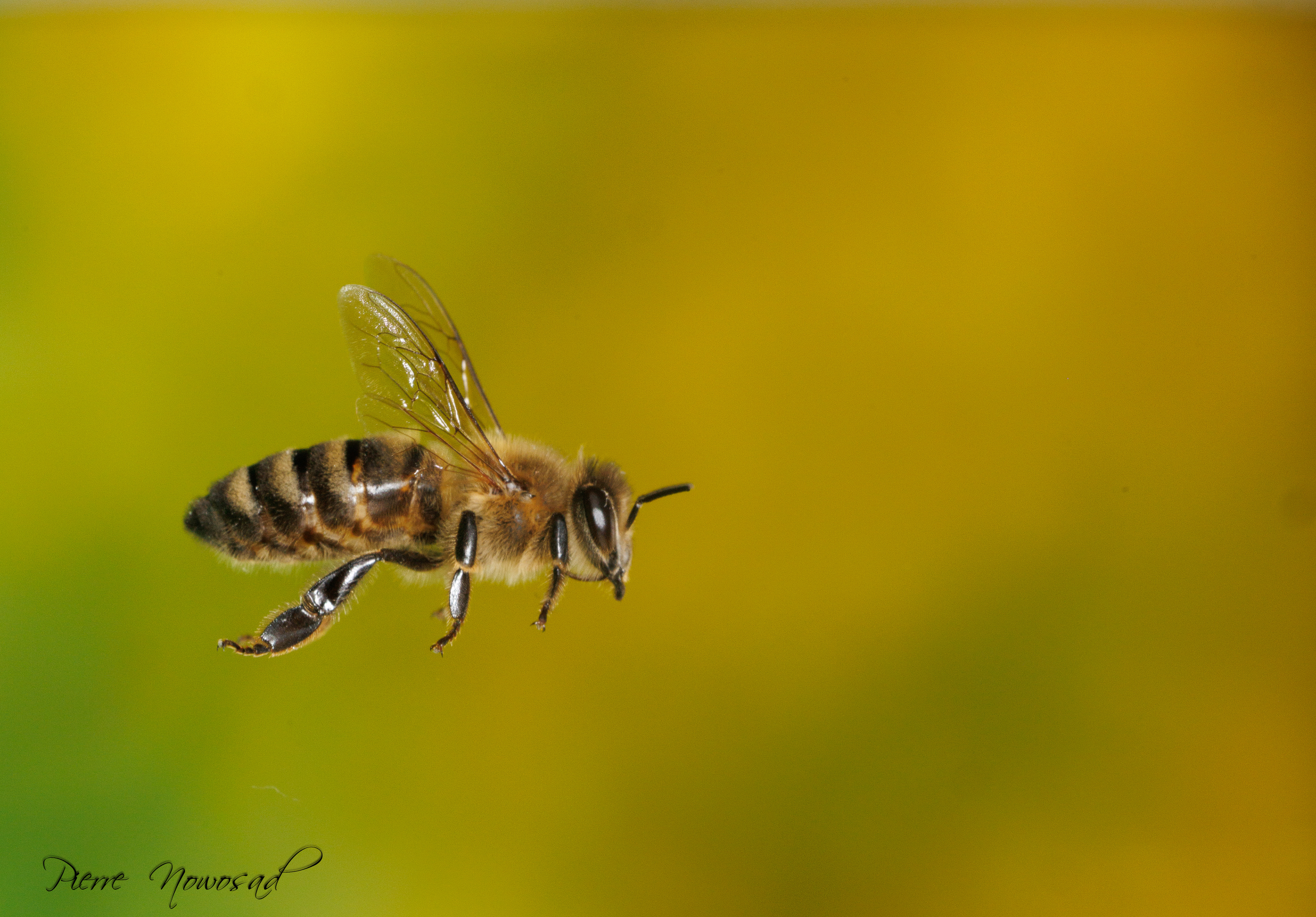 Honingbij(Apis mellifera)