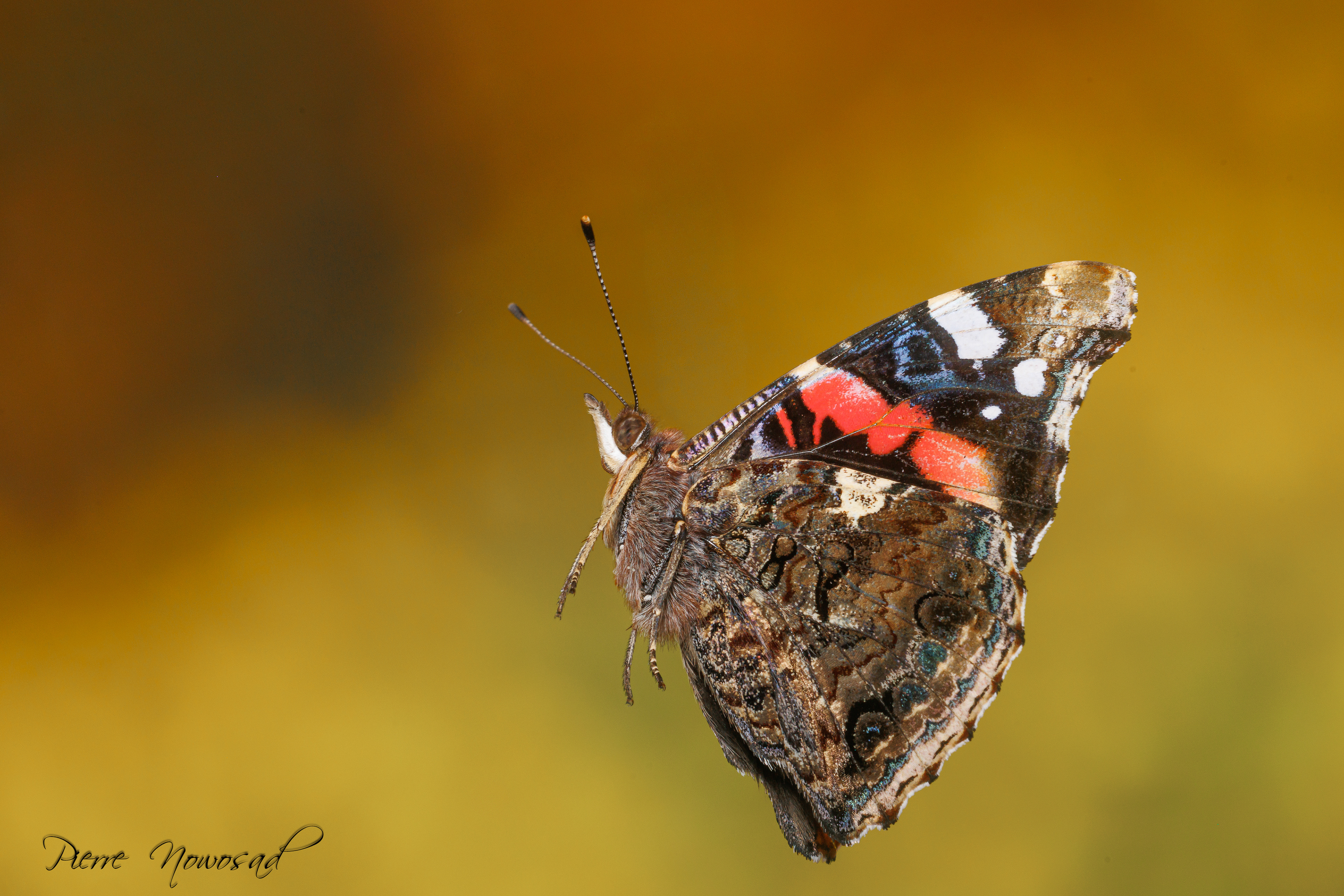 Vanessa Atalanta