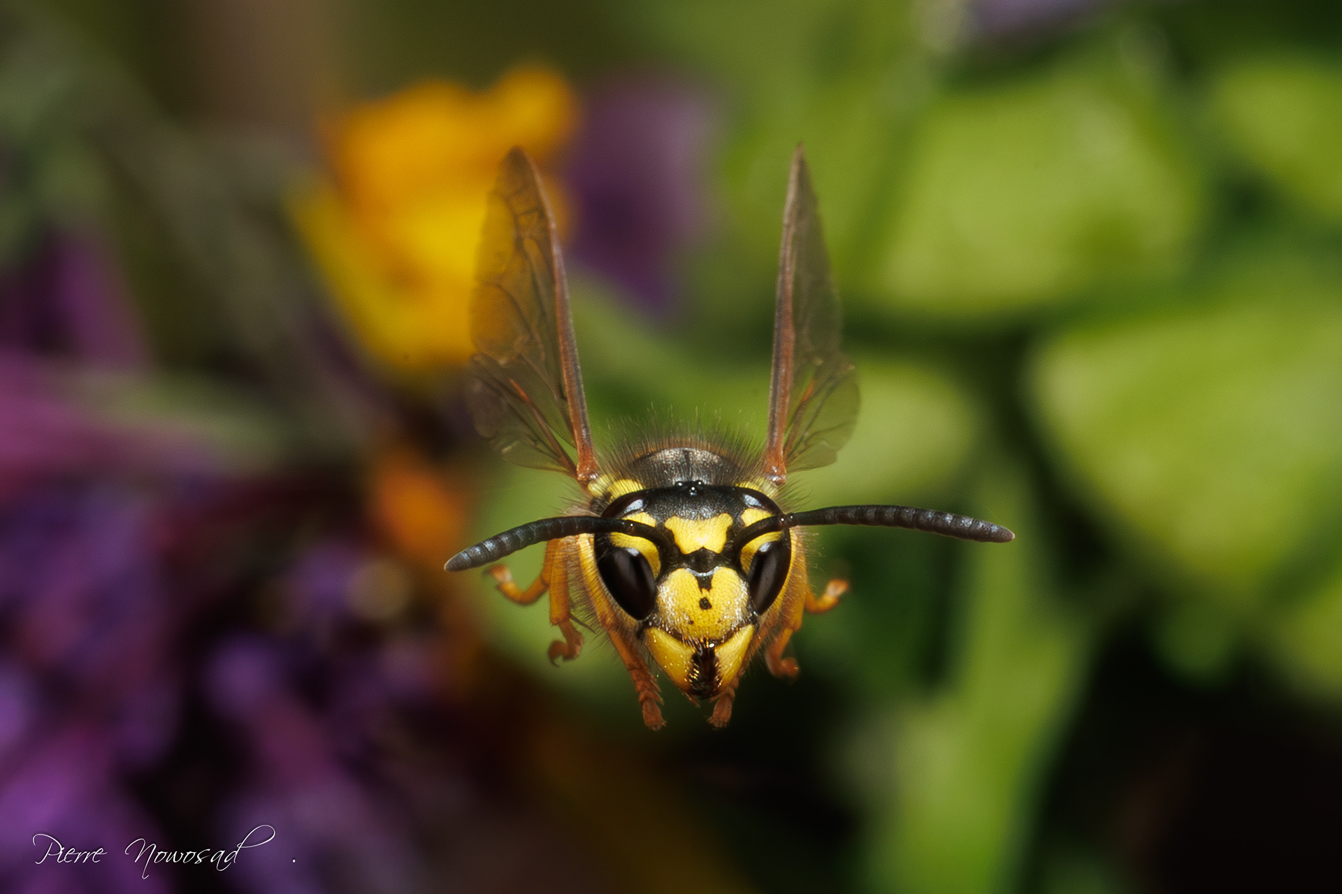 Duitse Wesp  (Vespula germanica)