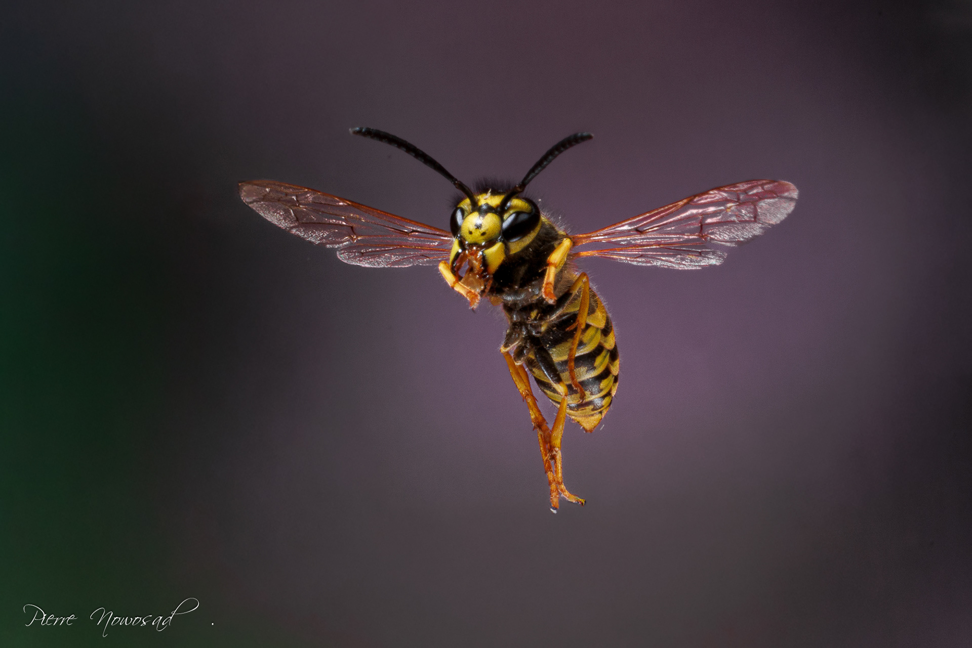 Duitse Wesp  (Vespula germanica)