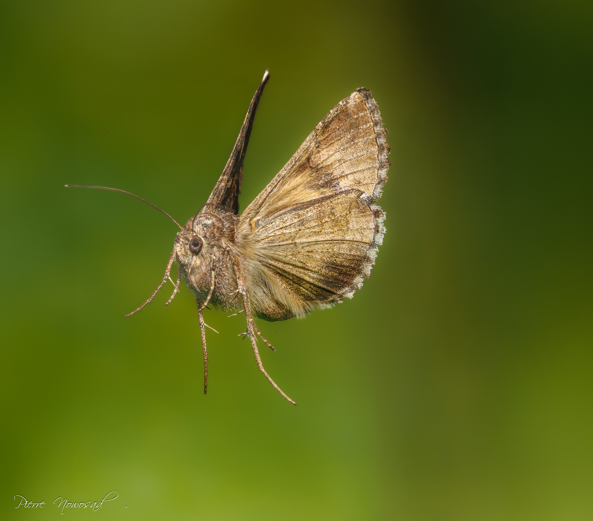(Autographa gamma