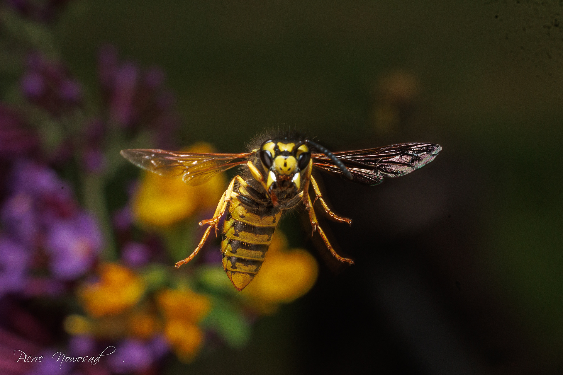 Duitse Wesp  (Vespula germanica)