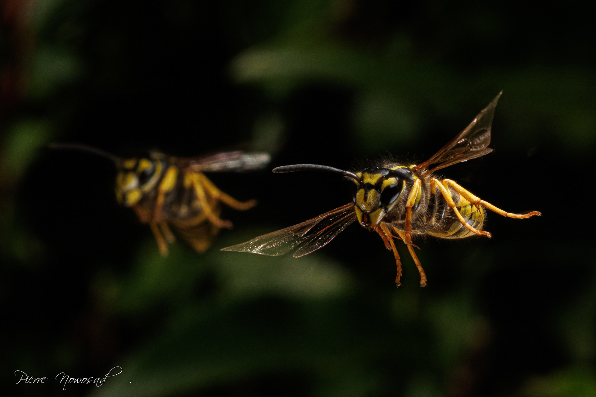 Duitse Wesp  (Vespula germanica)